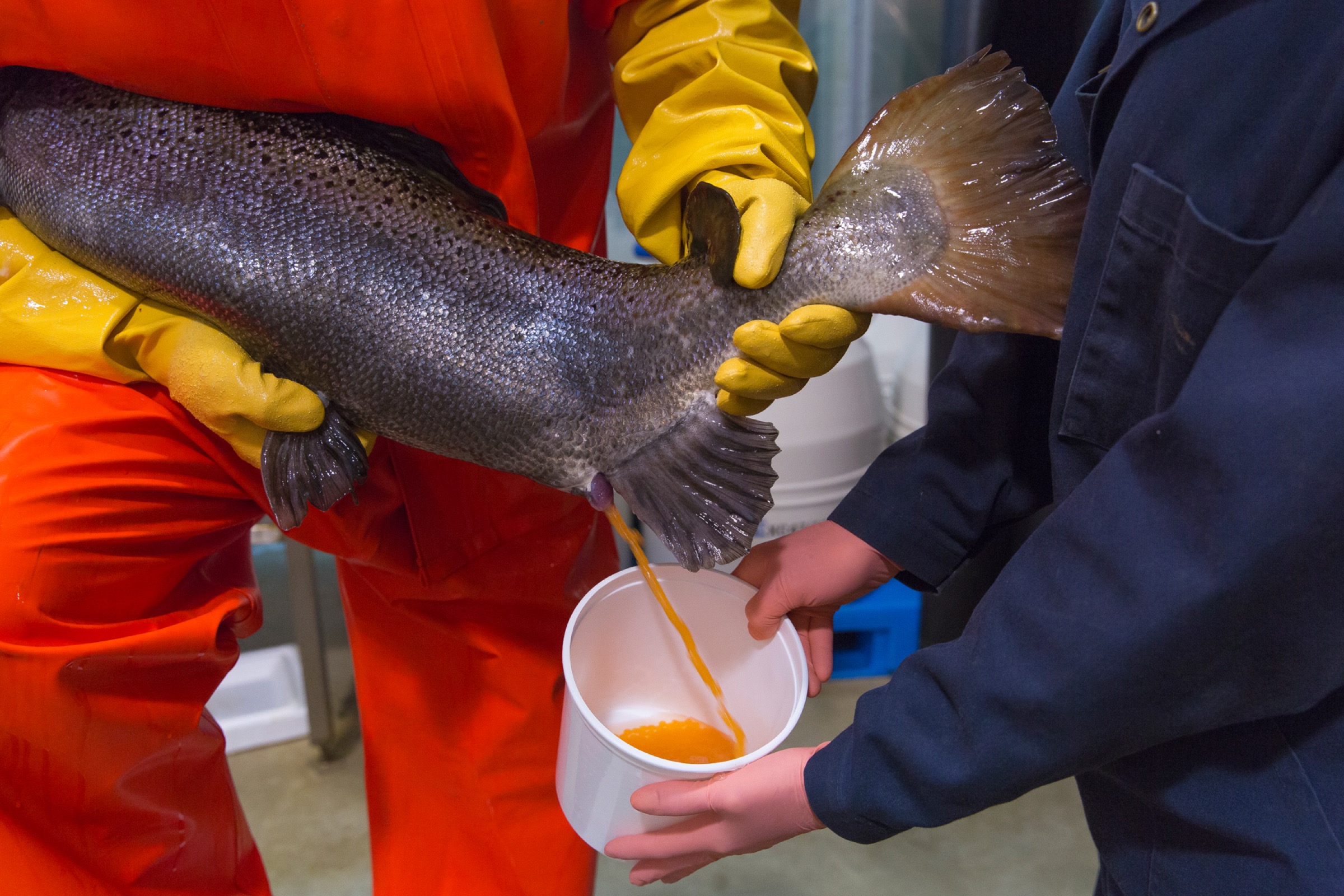 AquaBounty technicians collect eggs from an adult female salmon. Photograph courtesy of AquaBounty