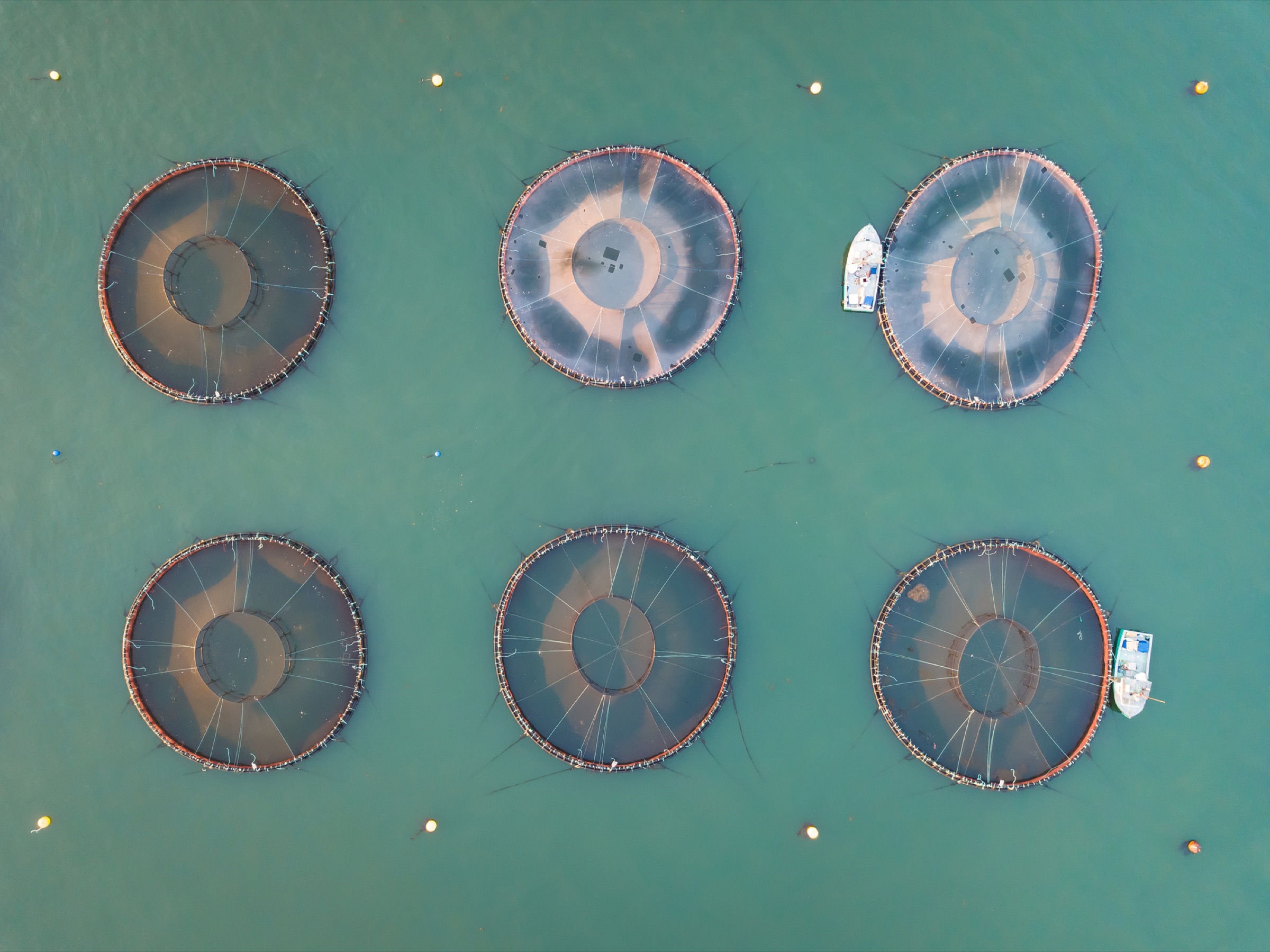 Aerial view of workers in boats feeding salmon in off-shore enclosures near Seal Cove, Grand Manan, New Brunswick, Canada—Photograph by Marc Guitard/Getty