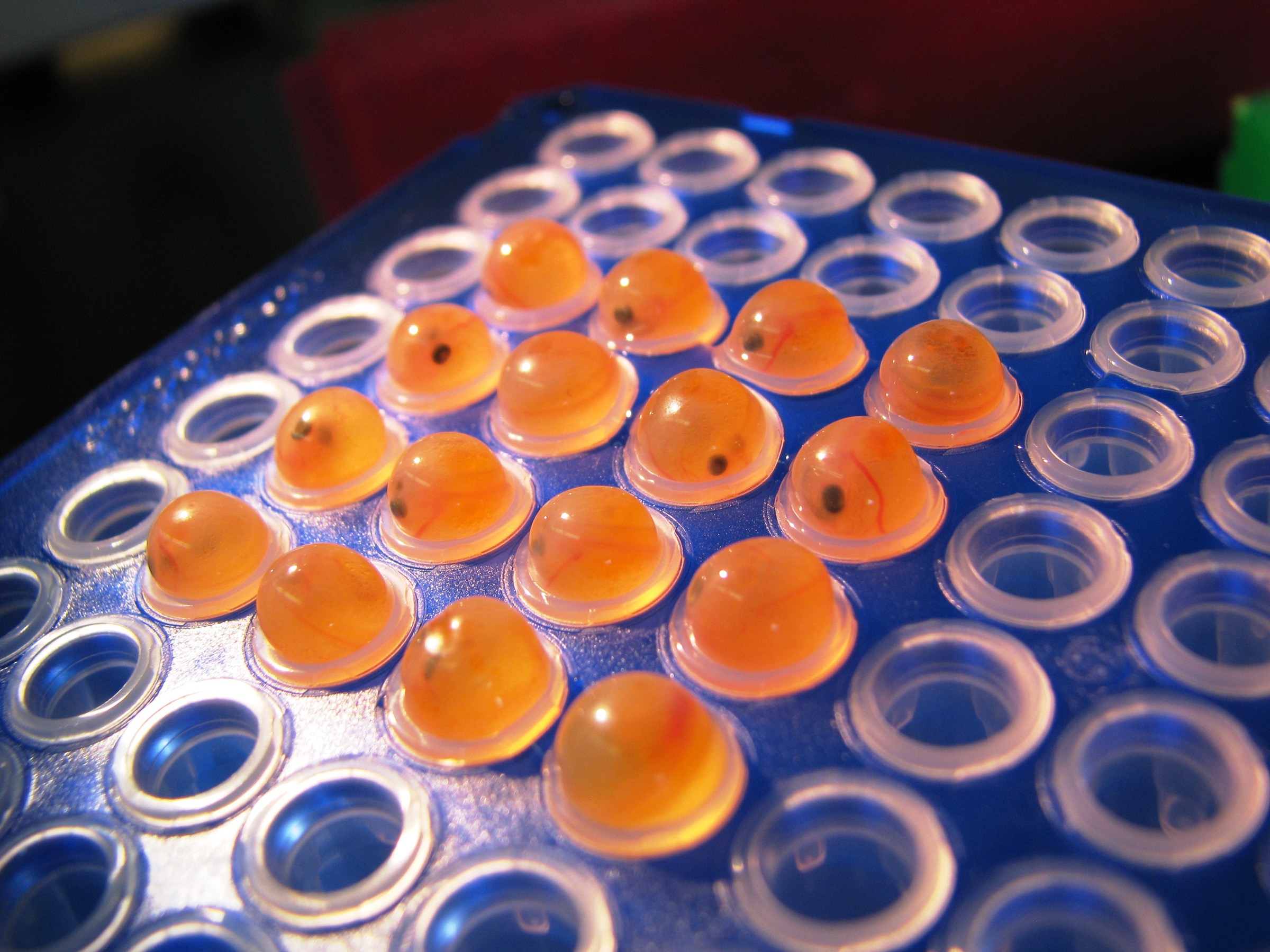 The eyespots of developing embryos are clearly visible inside these fertilized salmon eggs. Photograph courtesy of AquaBounty