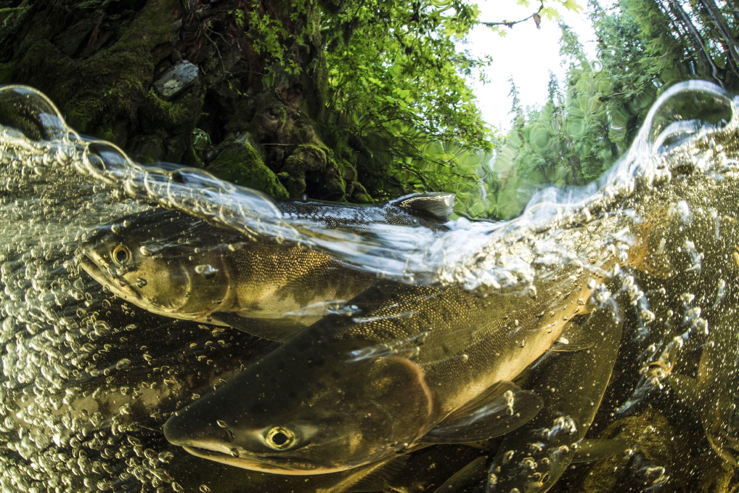 Pink salmon (Oncorhyncus gorbuscha) spawning in the Great Bear Rainforest, British Columbia, Canada—Photograph by Ian Mcallister/Getty