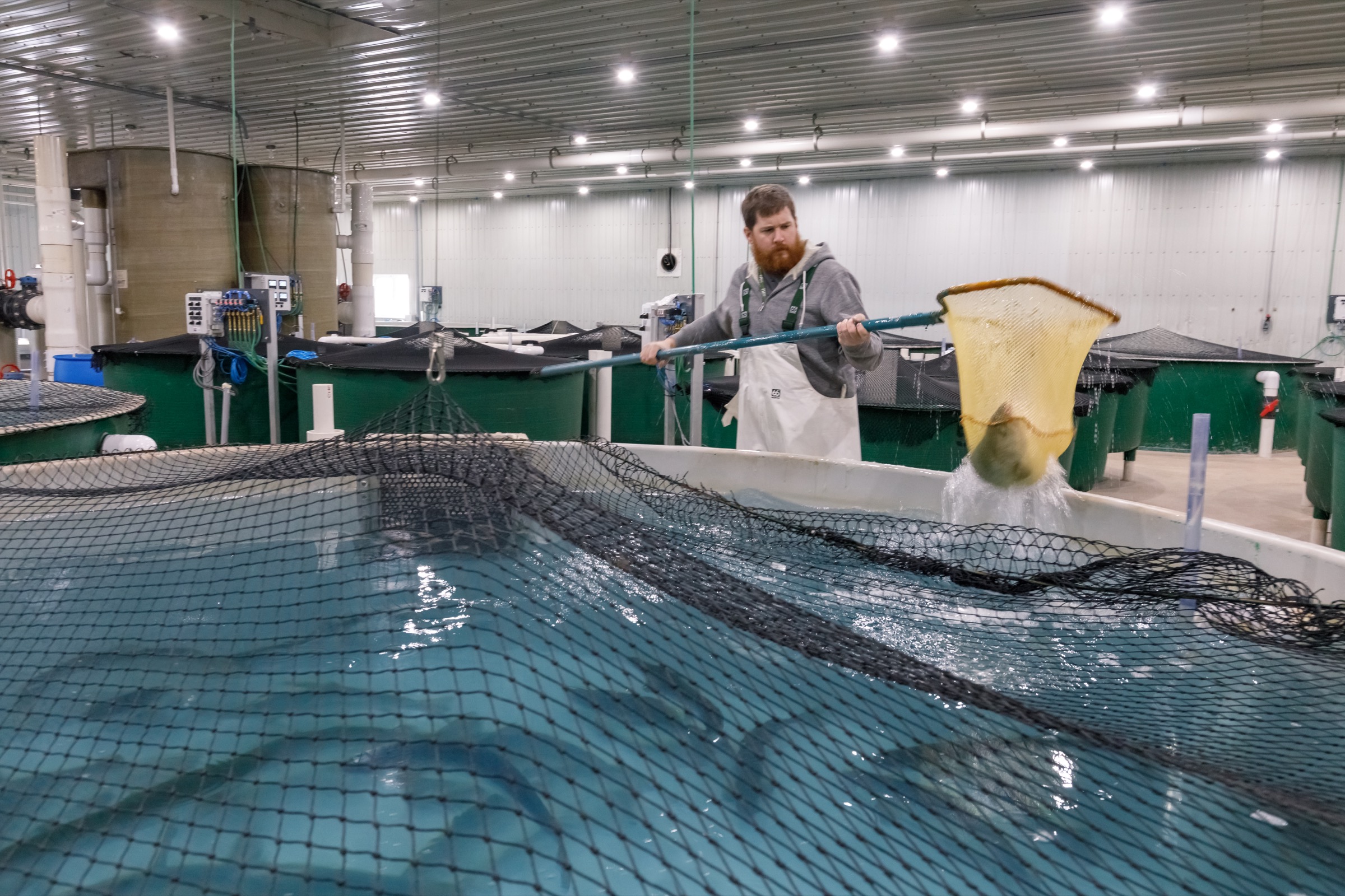 Facility manager Jon Veinot nets brood stock inside AquaBounty’s new Rollo Bay hatchery. Photograph by Stephen DesRoches
