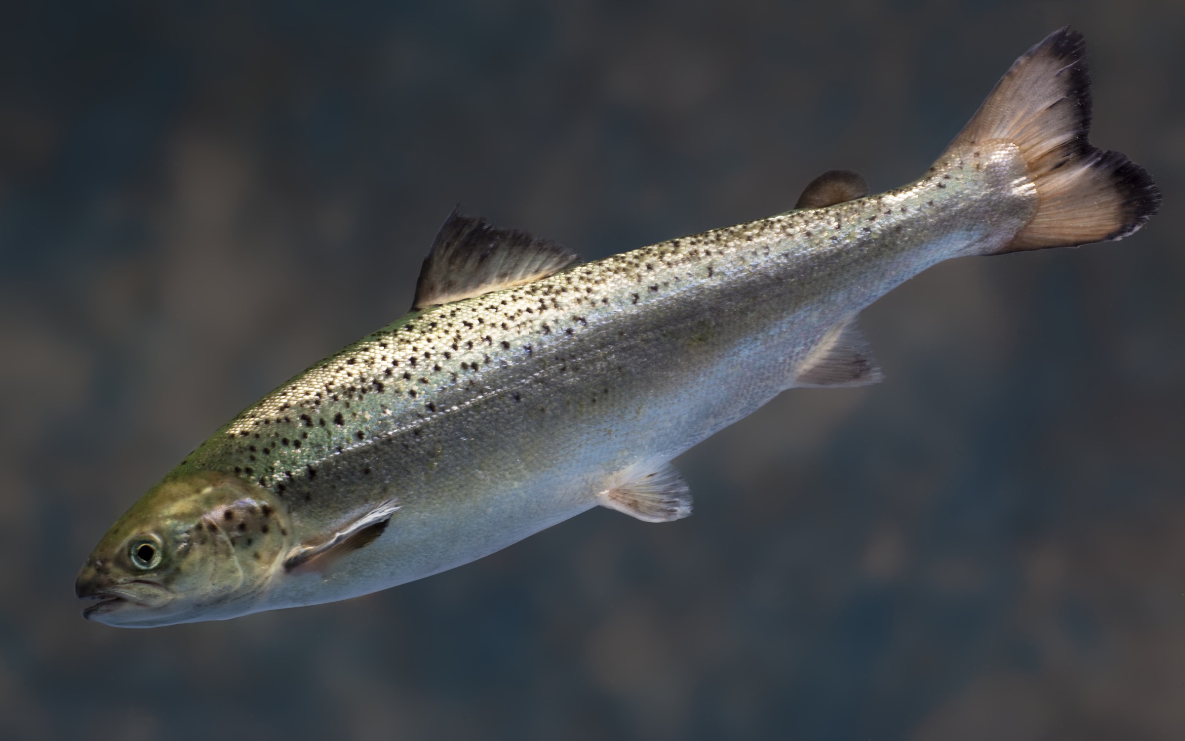 Genetically engineered salmon like this one grow much faster than their unmodified cousins. Photograph courtesy of AquaBounty