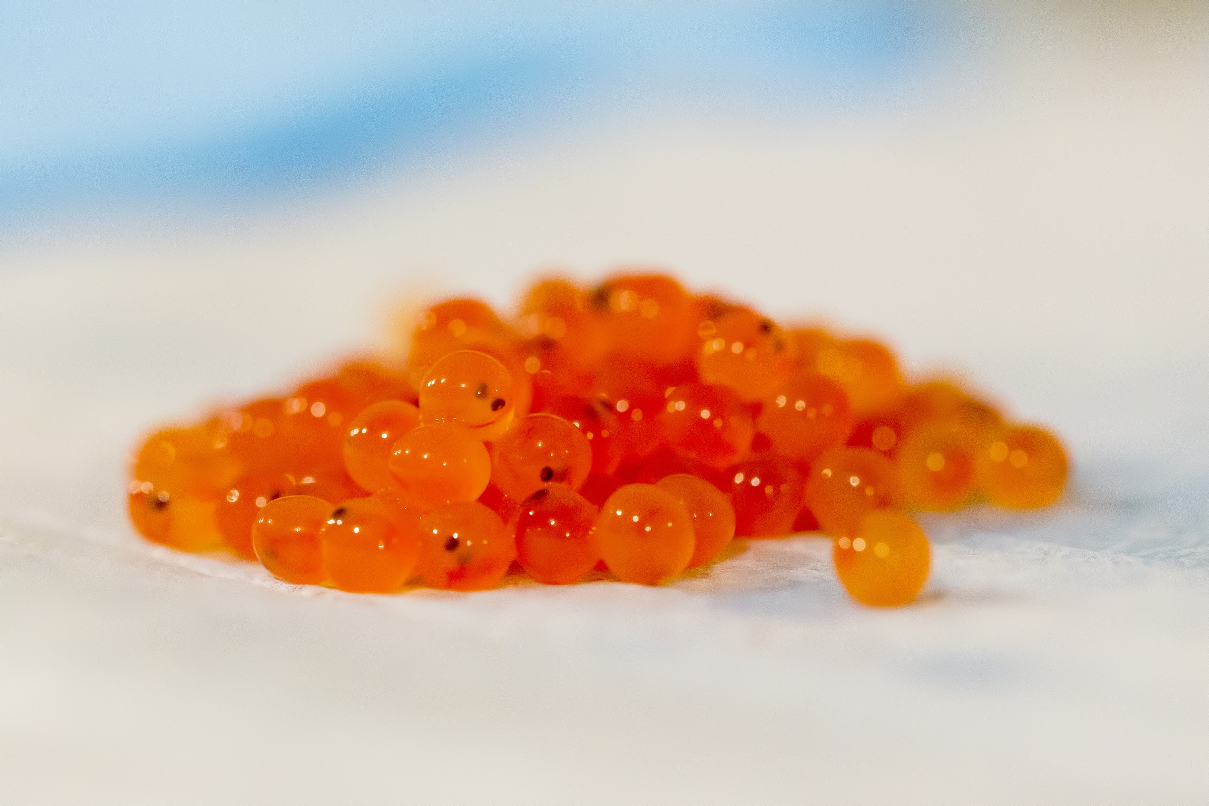 Genetically modified salmon eggs in their earliest stages of development at the AquaBounty facility on Prince Edward Island—Photograph courtesy of AquaBounty