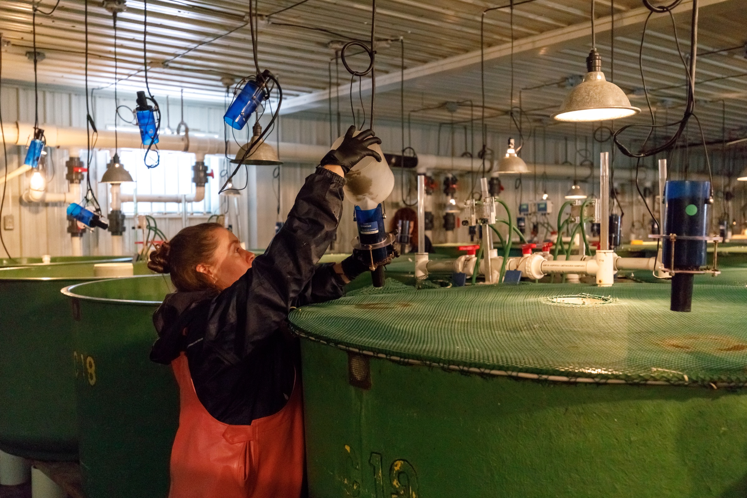 Technician Amanda Cudmore fills feeders that hang above tanks inside the AquaBounty facility. Photograph by Stephen DesRoches