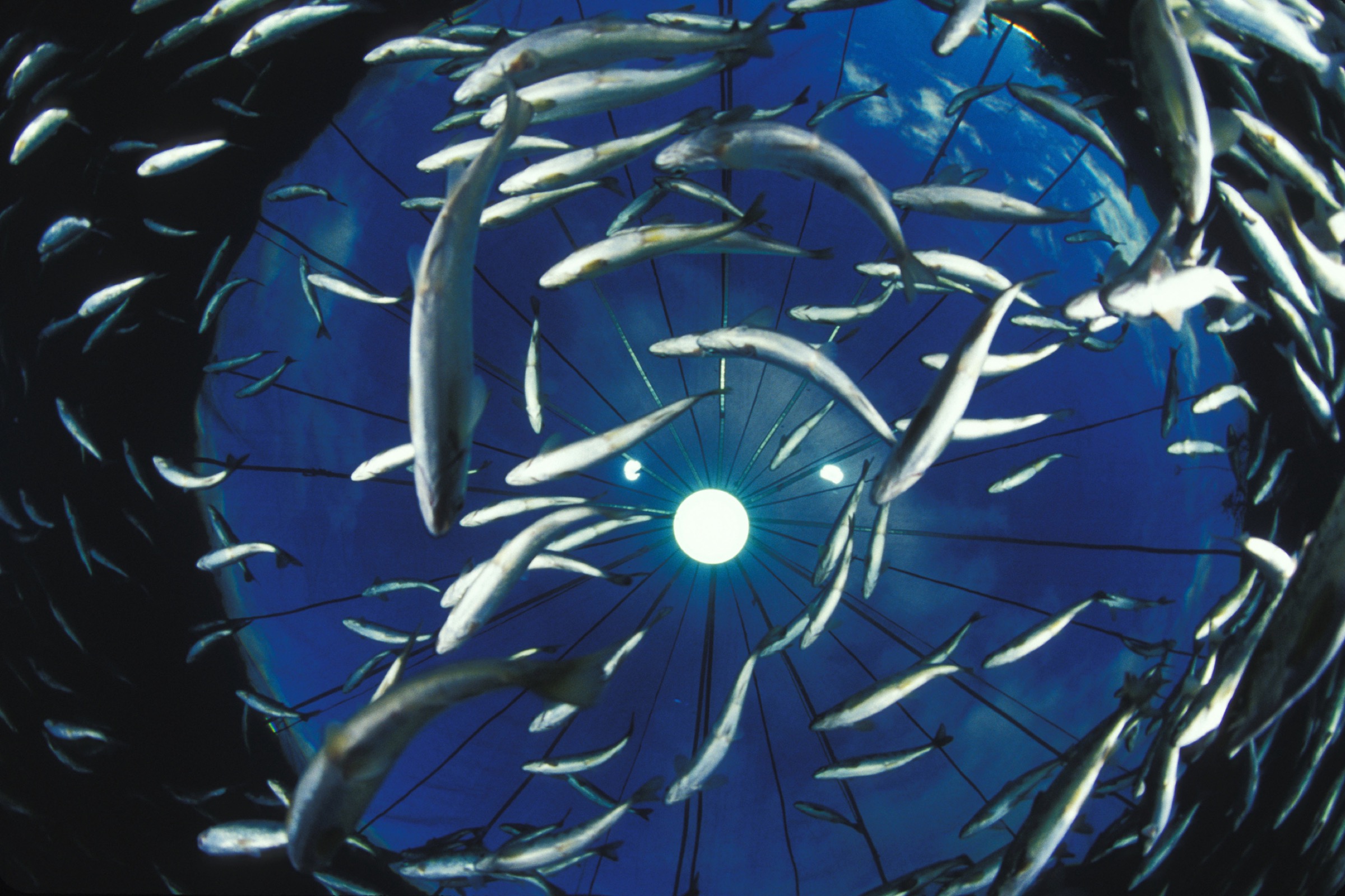 Salmon in an open-ocean fish pen—Photograph by Nick Norman/Getty