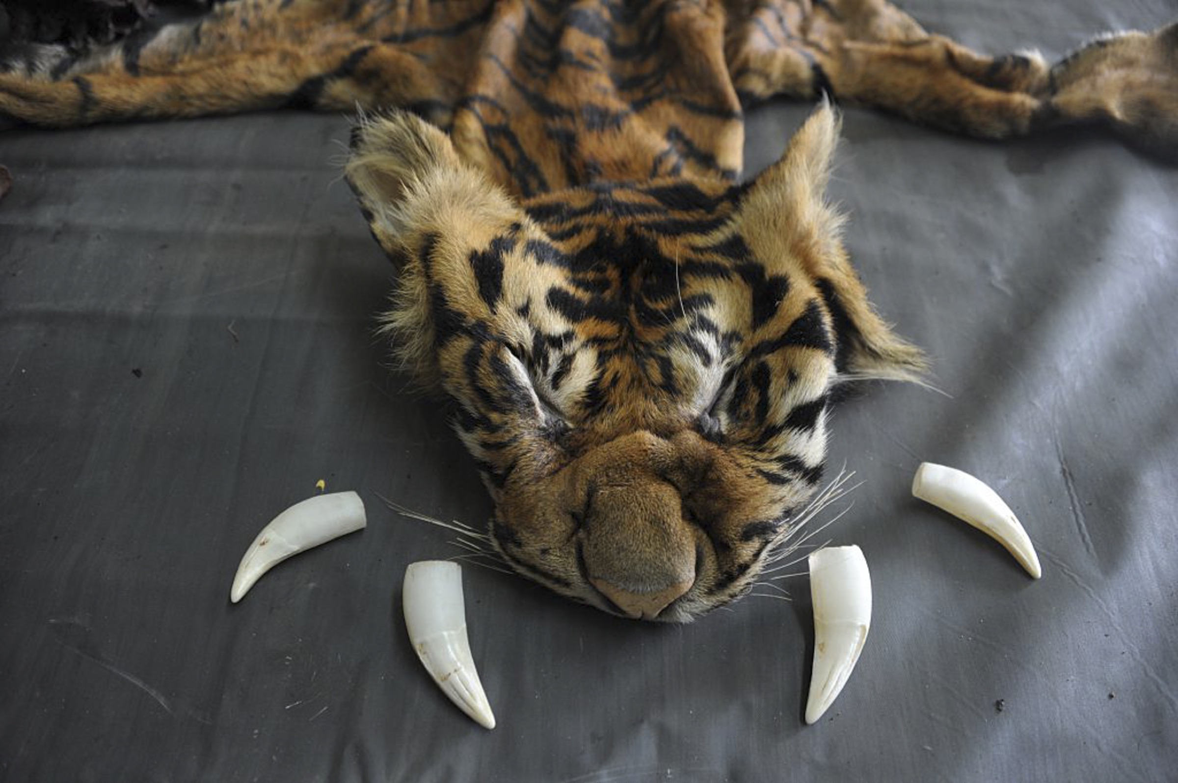 The confiscated skin and teeth of a critically endangered Sumatran tiger are displayed at a police station in Indonesia. Photograph by CHAIDEER MAHYUDDIN/AFP/Getty Images