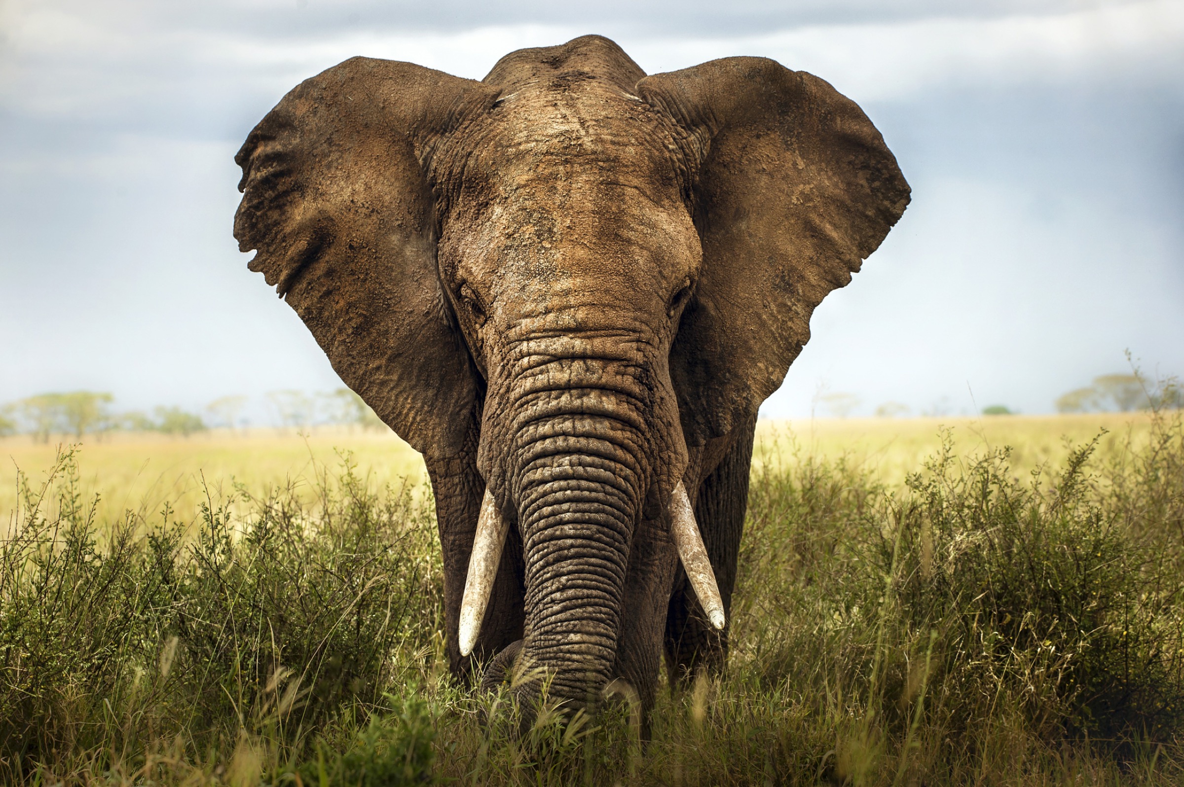 Portrait of an African elephant in the grass in Serengeti, Tanzania. Photograph by ALBERTO GHIZZI PANIZZA / SCIENCE PHOTO LIBRARY