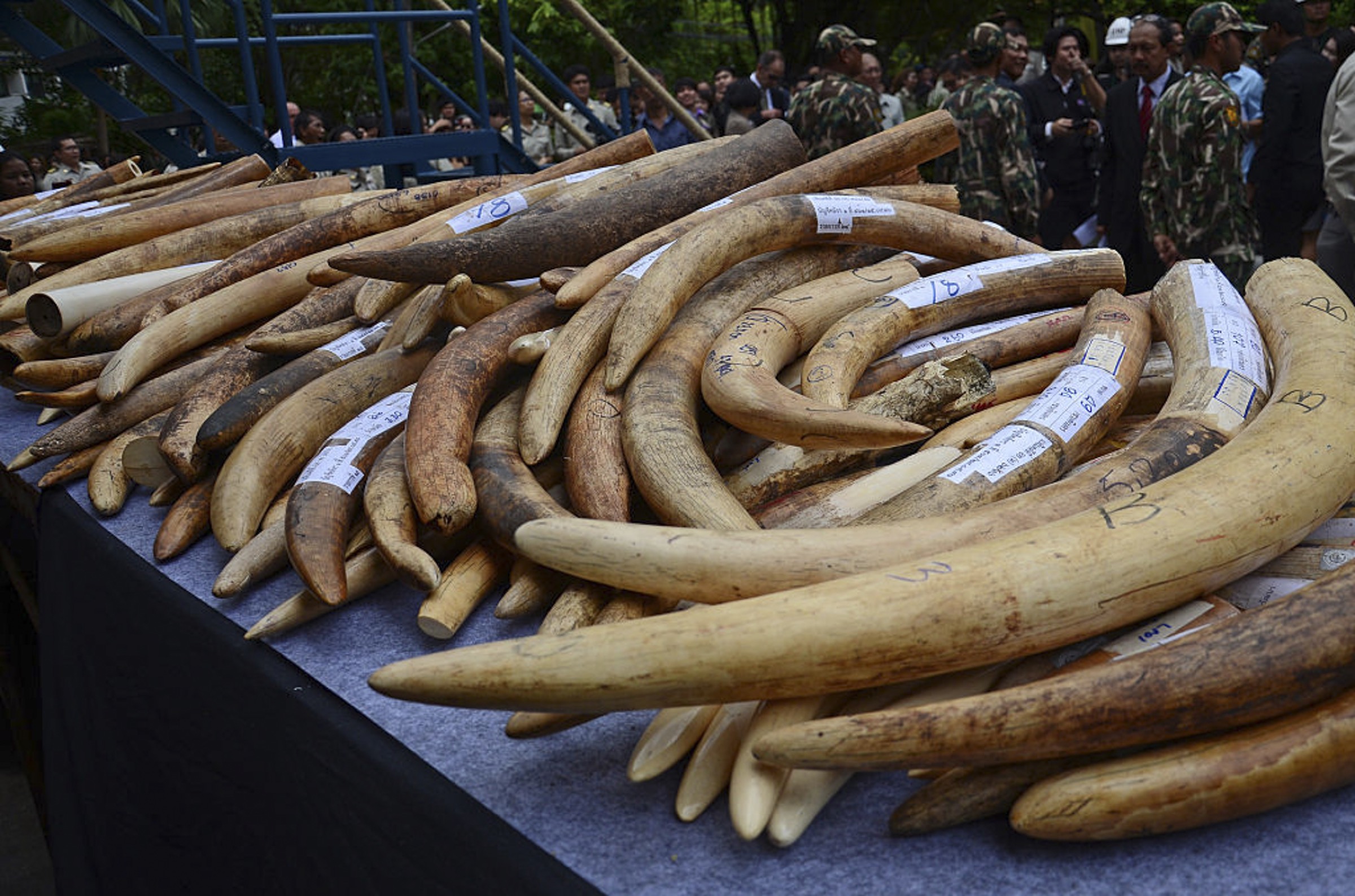 This pile of illegal ivory was part of a campaign to destroy more that 2 tons of illegal ivory at the Department of National Parks in Bangkok, Thailand in 2015. Photograph by NurPhoto/NurPhoto via Getty Images