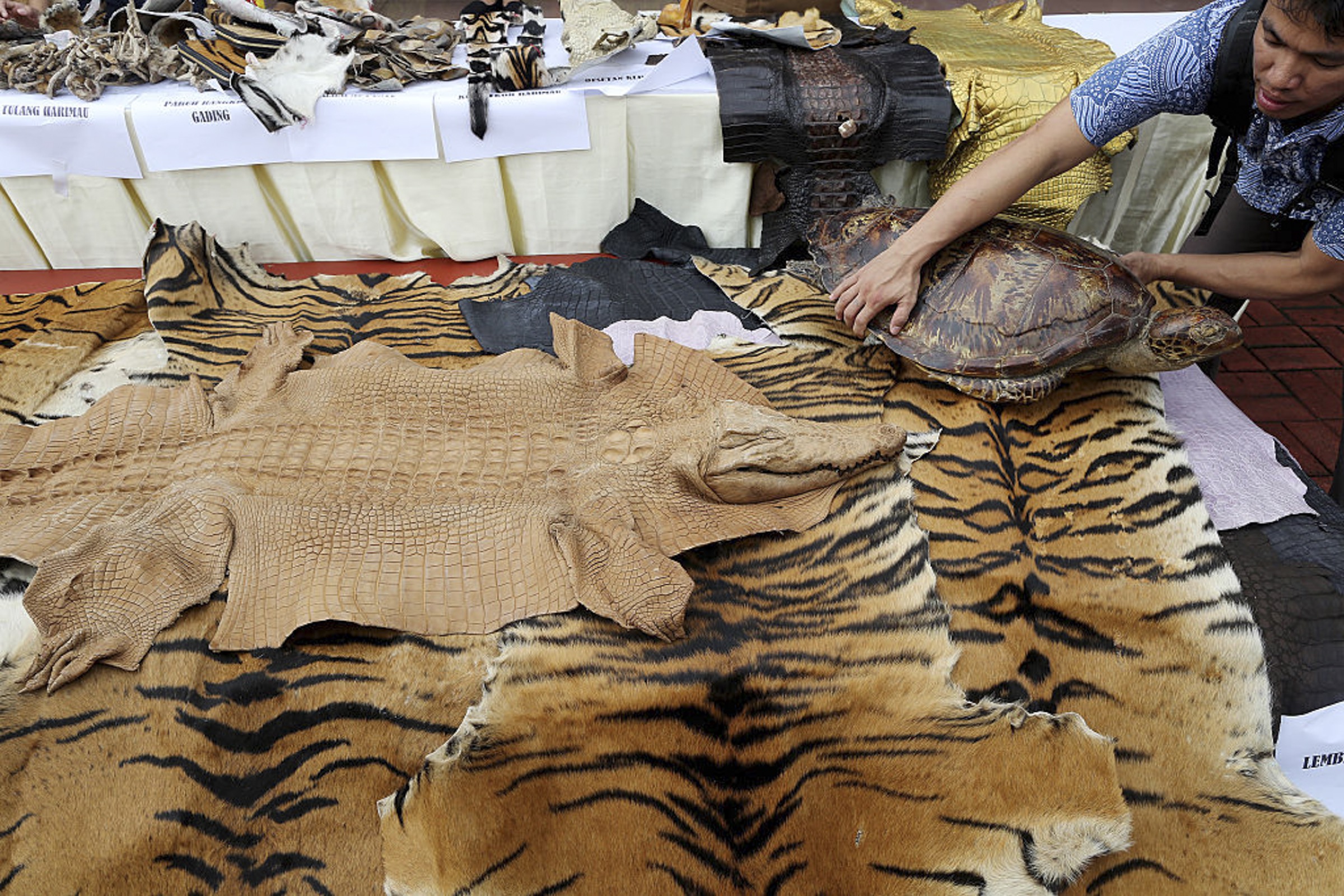 Indonesian police showcase confiscated tiger, crocodile, and turtle skins and carcasses before burning them at the National Police Headquarters in Jakarta in 2016, in an effort to discourage wildlife smuggling. Photograph by Jefta Images / Barcroft Media / Barcroft Media via Getty Images