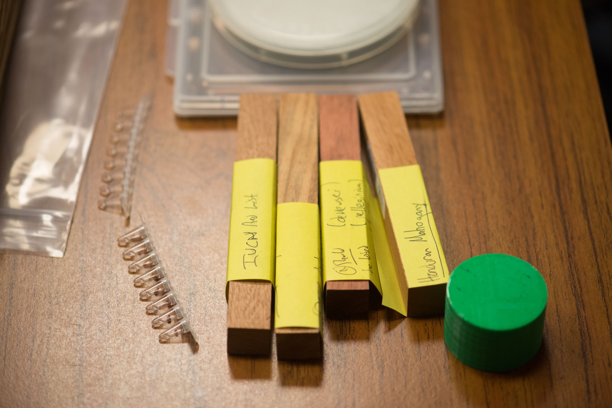Researcher David Baisch says the DNA of these samples of endangered tree species can be compared to other wood samples to test the DNA Barcode Identification Scanner's utility. Photograph by Daniel Berman