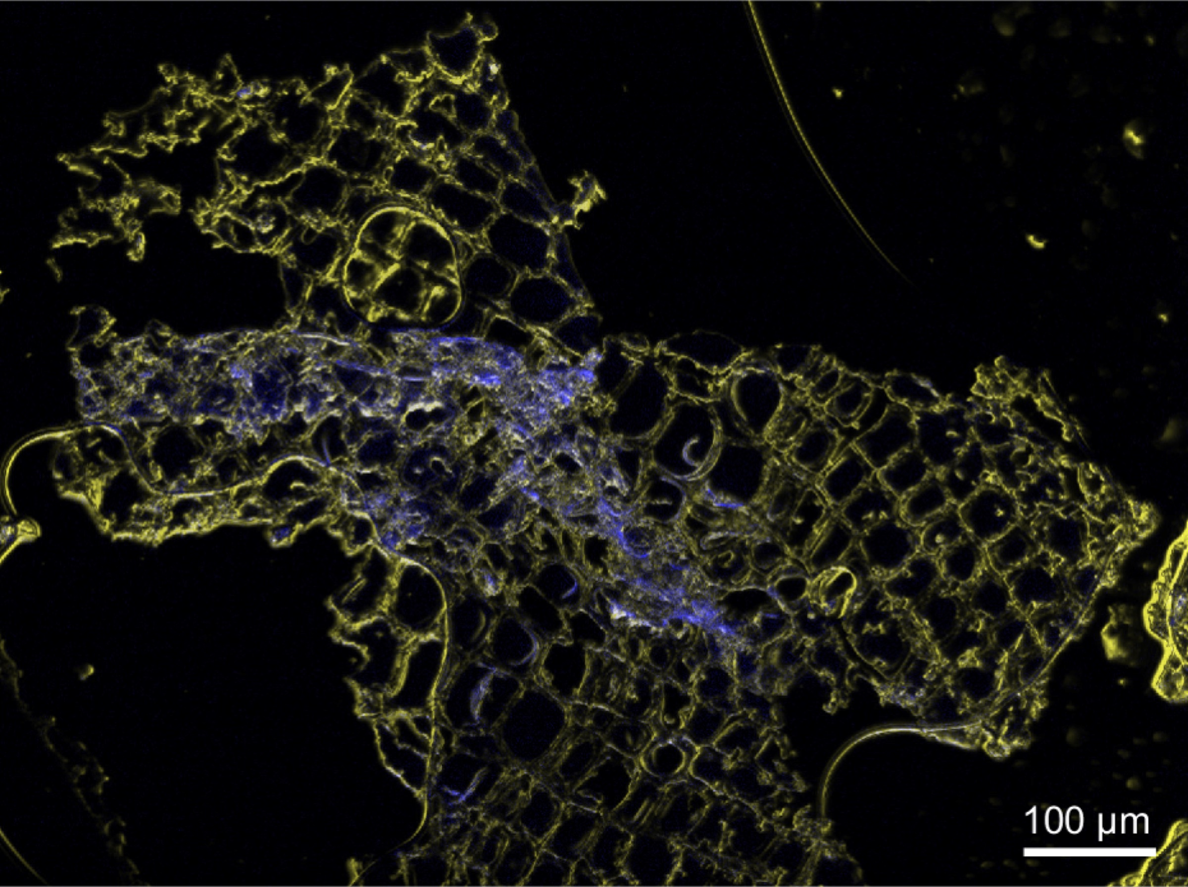 A microscopic cross section of white pine, stained with a blue dye to visualize the location of nucleic acids in the timber. Photograph courtesy of Conservation X Labs