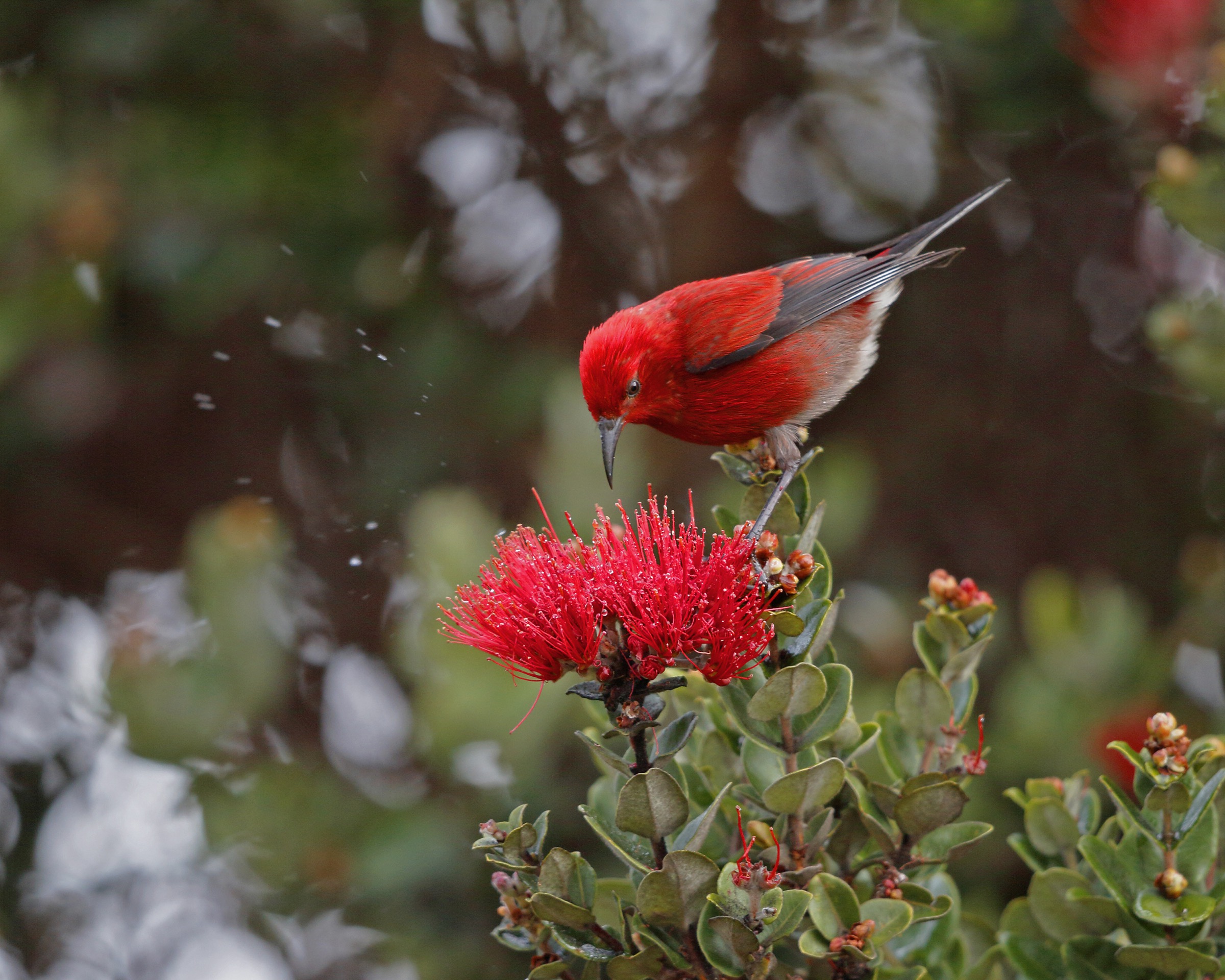 The ʻApapane (Himatione sanguinea) is one of several Hawaiian honeycreepers found in the Kīpahulu Biological Reserve. They can be found throughout Hawaii and are one of the most abundant native forest birds across the islands. Photograph by Jack Jeffrey