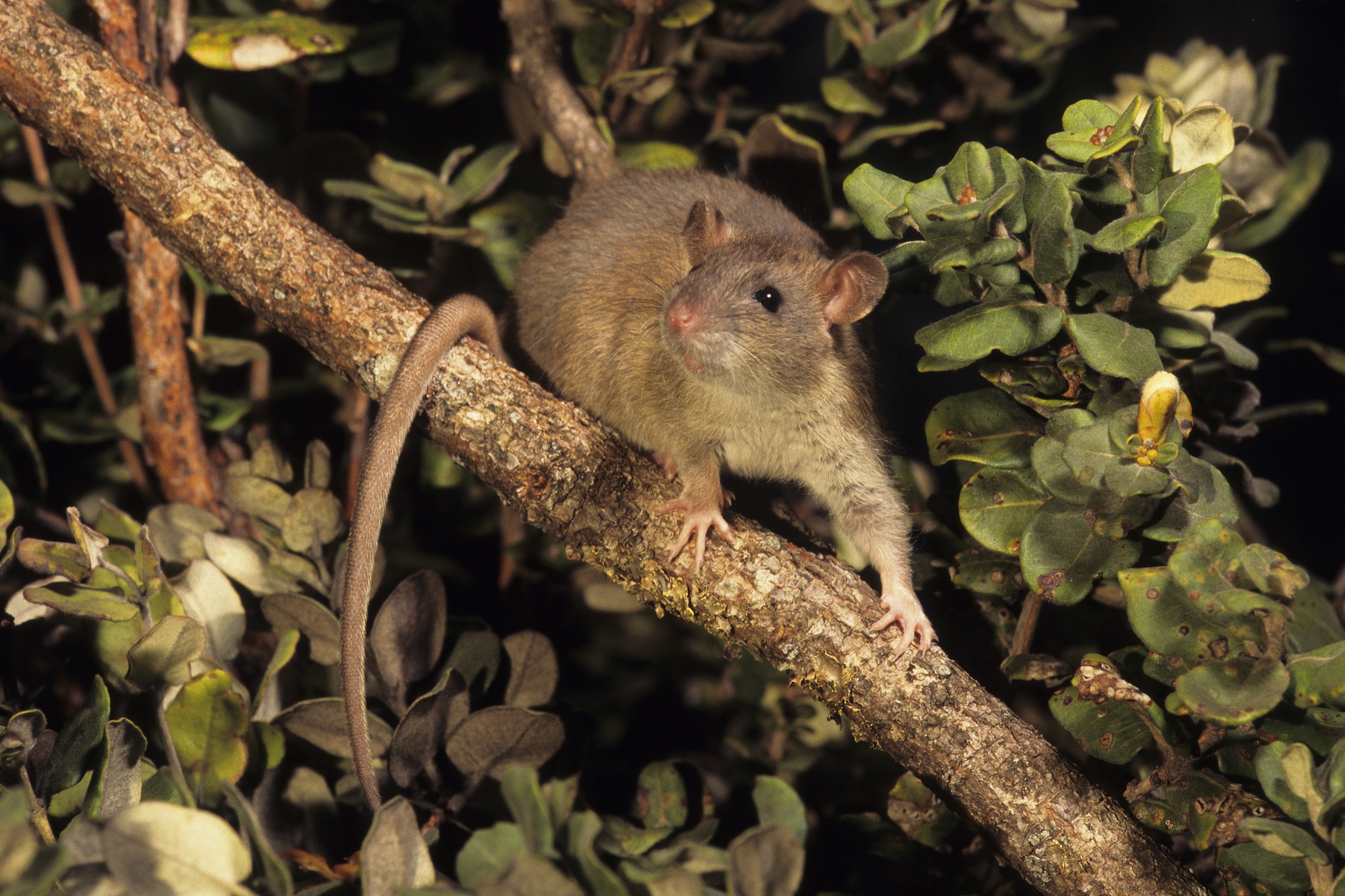 The black rat(Rattus rattus) is one of several invasive species that have decimated Hawaii’s native wildlife populations.It is one of the most damaging species to have been introduced to the islands.Photograph by Jack Jeffrey