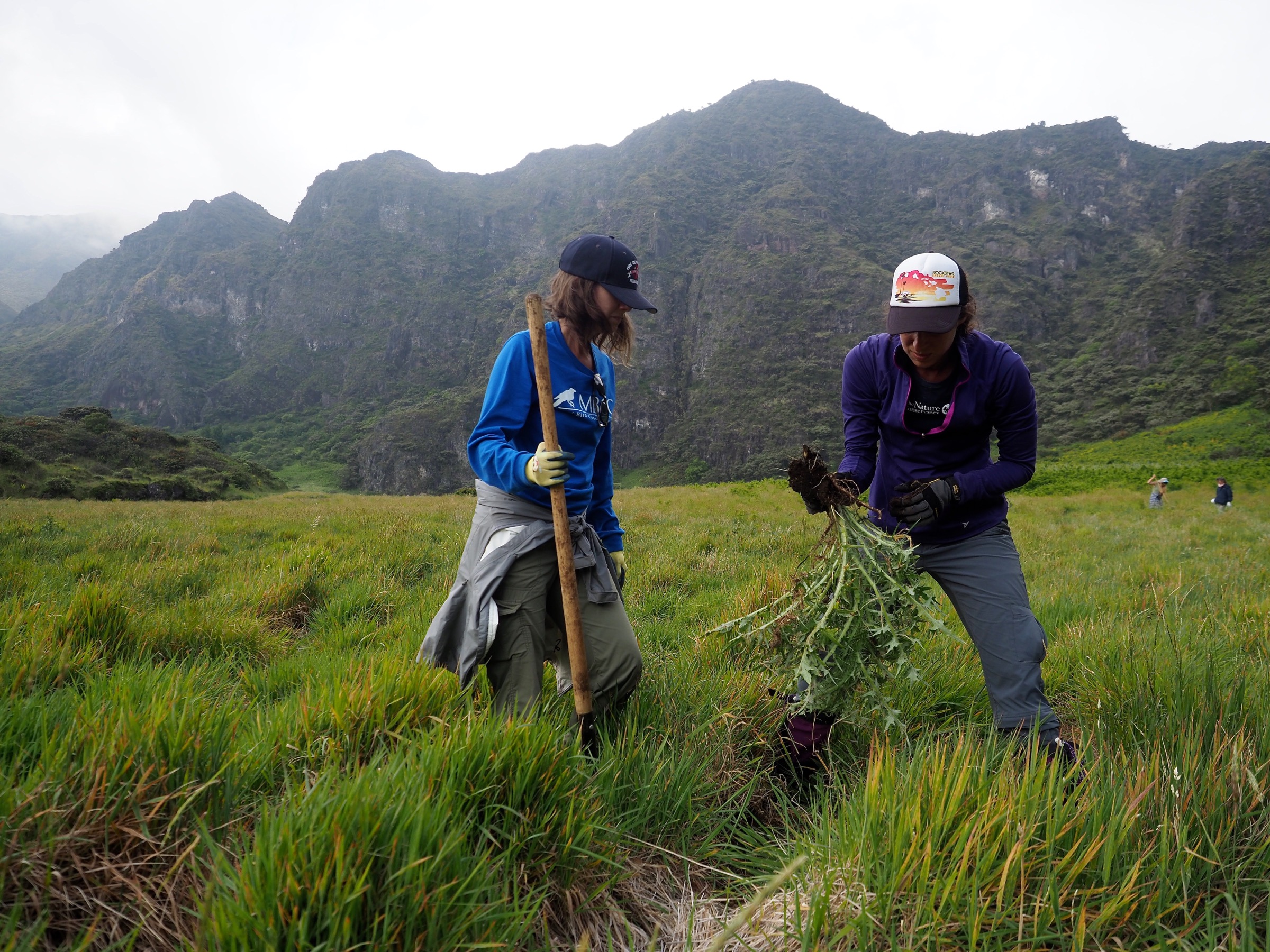 Volunteers pull invasive bull thistles (Cirsium vulgare) from a meadow near the Palikū cabins in Haleakalā National Park. The thistles are widespread on Maui. Photograph by Jeremy Miller