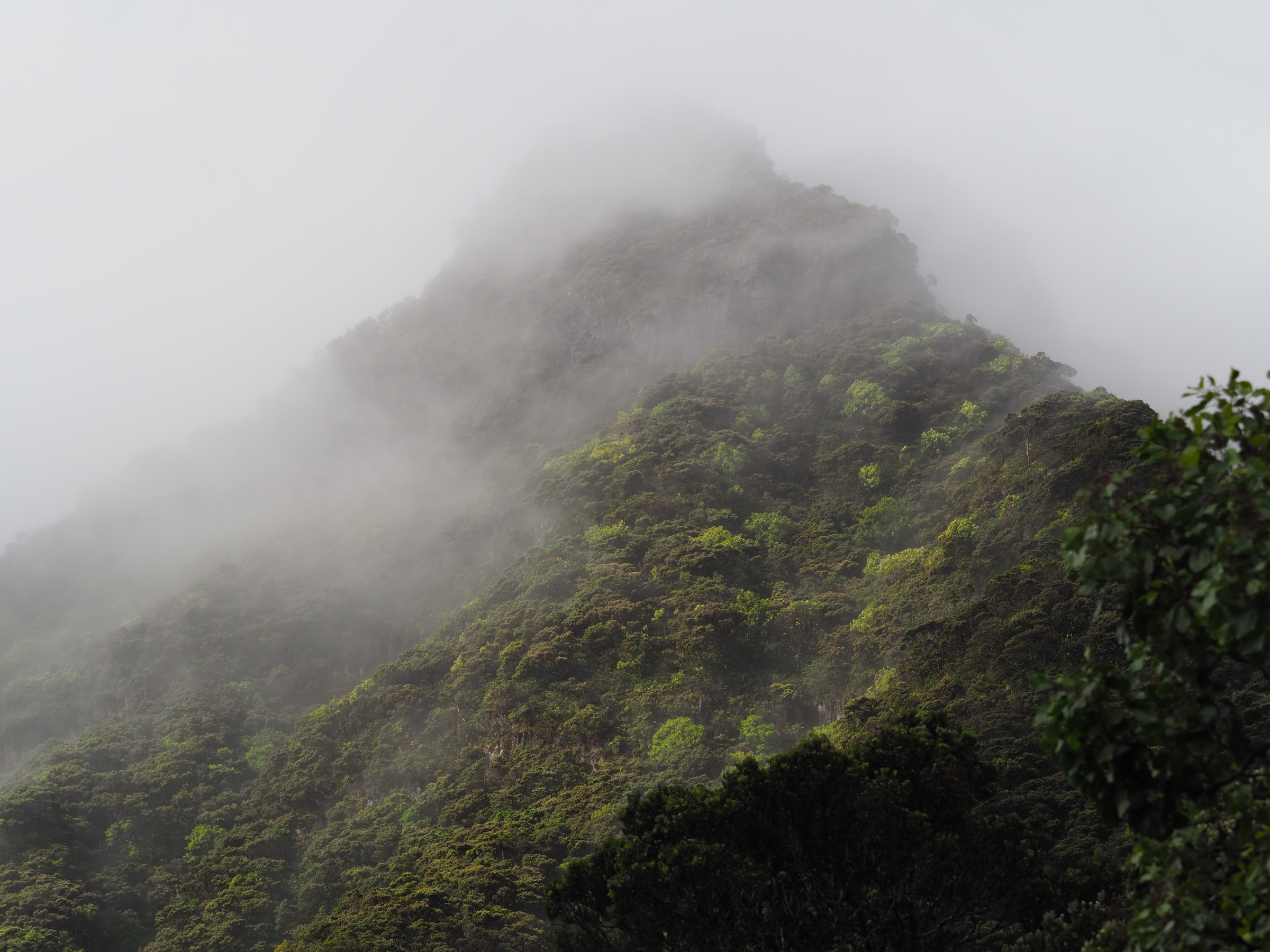 The imposing 2,314-meter (7,593-foot) summit of Kuiki towers over the southern flank of Kīpahulu Valley. Photograph by Jeremy Miller