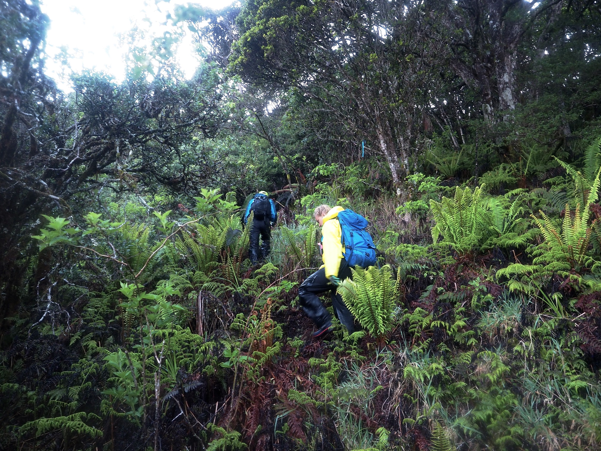 Seth Judge and Jenna Fish negotiate the steep terrain of the upper Kīpahulu Valley. Photograph by Jeremy Miller