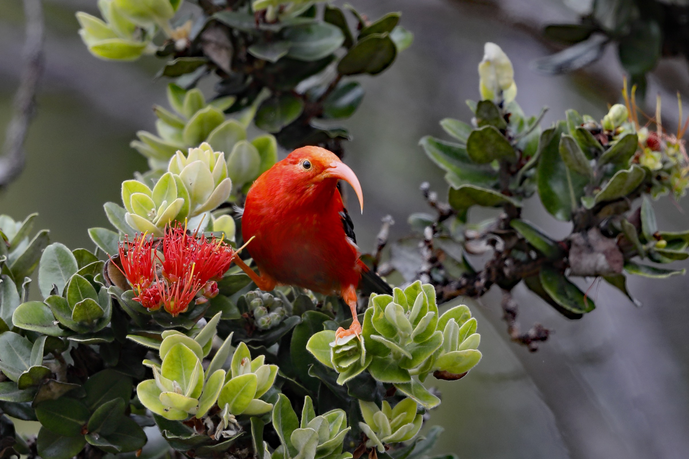 The ʻIʻiwi (Drepanis coccinea) is one of several species of Hawaiian honeycreepers found in the Kīpahulu Biological Reserve. The species is classified as Vulnerable by the IUCN. Researchers have recently documented evidence of hybridization between ʻIʻiwi and 'Apapane. Photograph by Jack Jeffrey