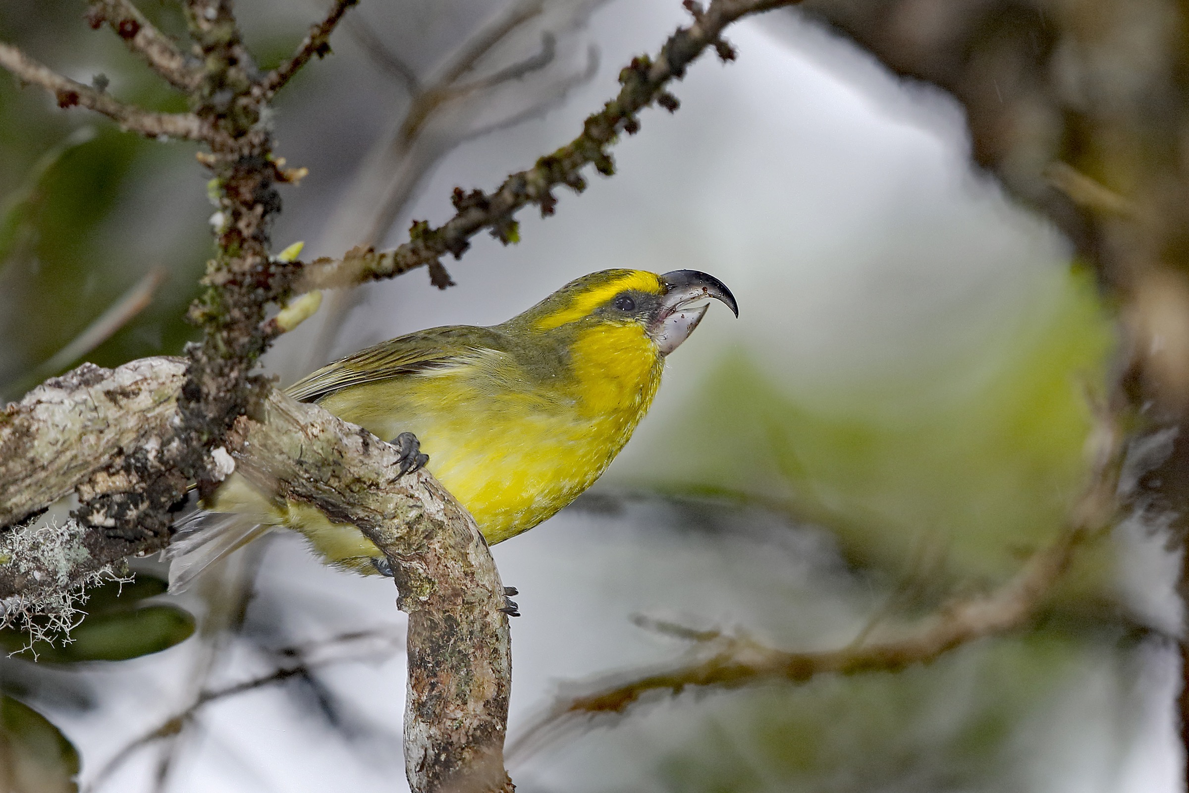 The Maui Parrotbill (Pseudonestor xanthophrys) is a critically endangered Hawaiian honeycreeper. Known locally as Kiwikiu, it is found only on the island of Maui. The entirety of the bird’s range is now fenced to try and protect it from feral pigs and other predators. Photograph by Jack Jeffrey