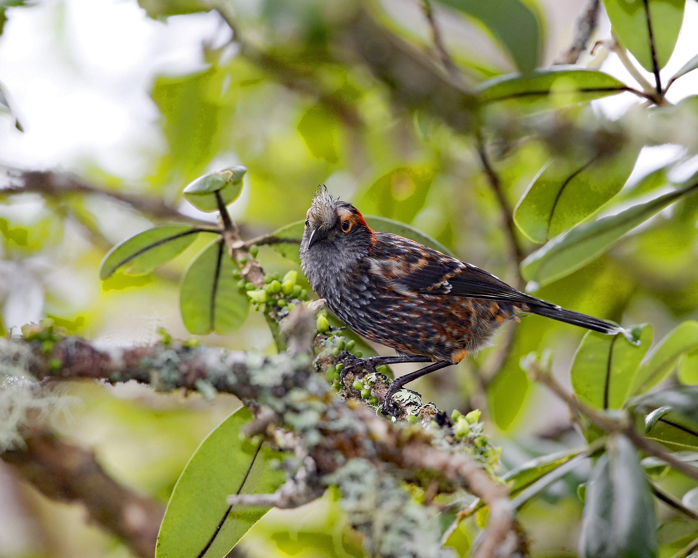 An endangered Hawaiian honeycreeper, the ‘Akohekohe or Crested Honeycreeper (Palmeria dolei) is endemic to Maui. To help conserve the critically endangered bird, researchers are using radio trackers to better understand its habitat selection and seasonal movements. Photograph by Jack Jeffrey