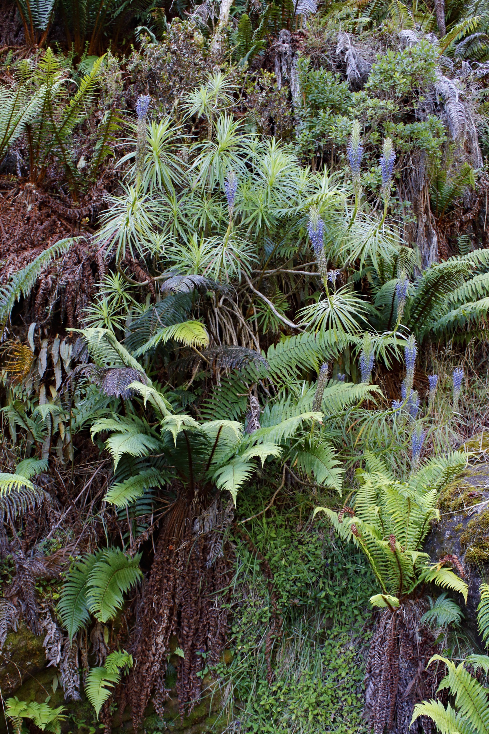 The blue ‘ōpelu (Lobelia greyana) is a species found only on the island of Maui. This lobelia is thought to have evolved alongside a bird called the ʻIʻiwi whose beak matches the shape of the plant’s blossoms. Photograph by Jack Jeffrey