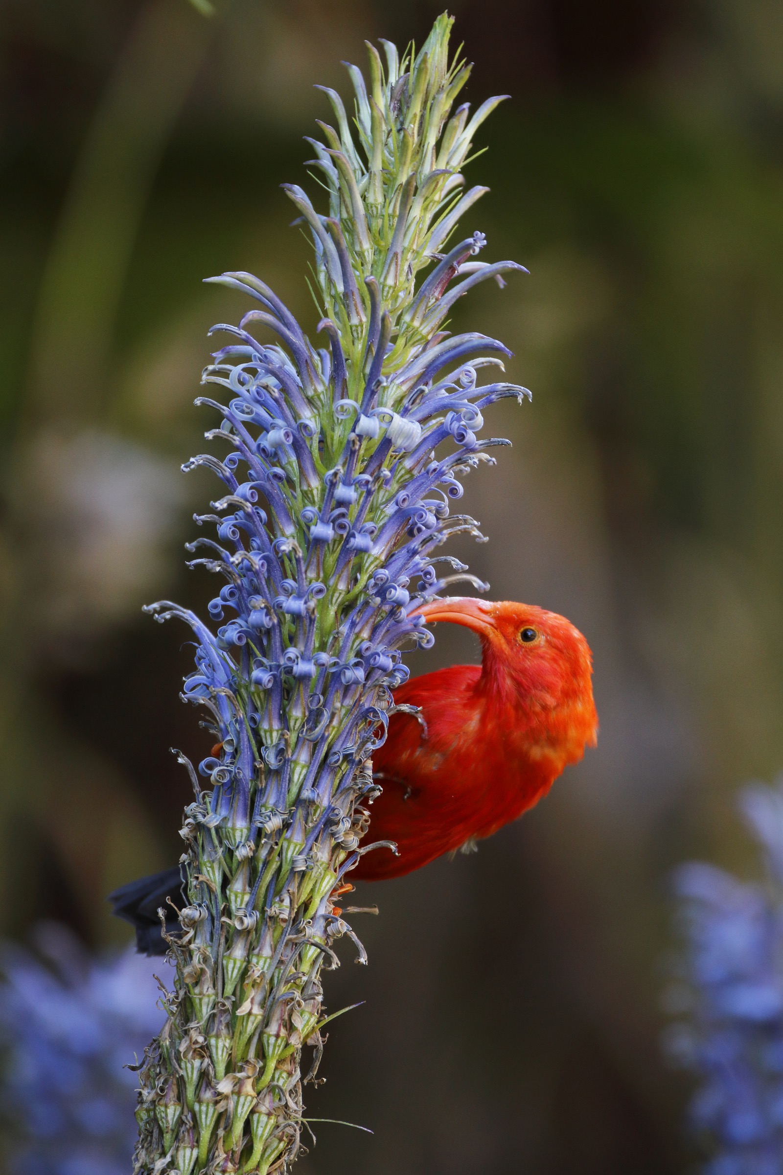 The ʻIʻiwi (Drepanis coccinea), with its long, curved beak, is perfectly adapted to accessing the nectar of the blue ‘ōpelu (Lobelia greyana). Photograph by Jack Jeffrey