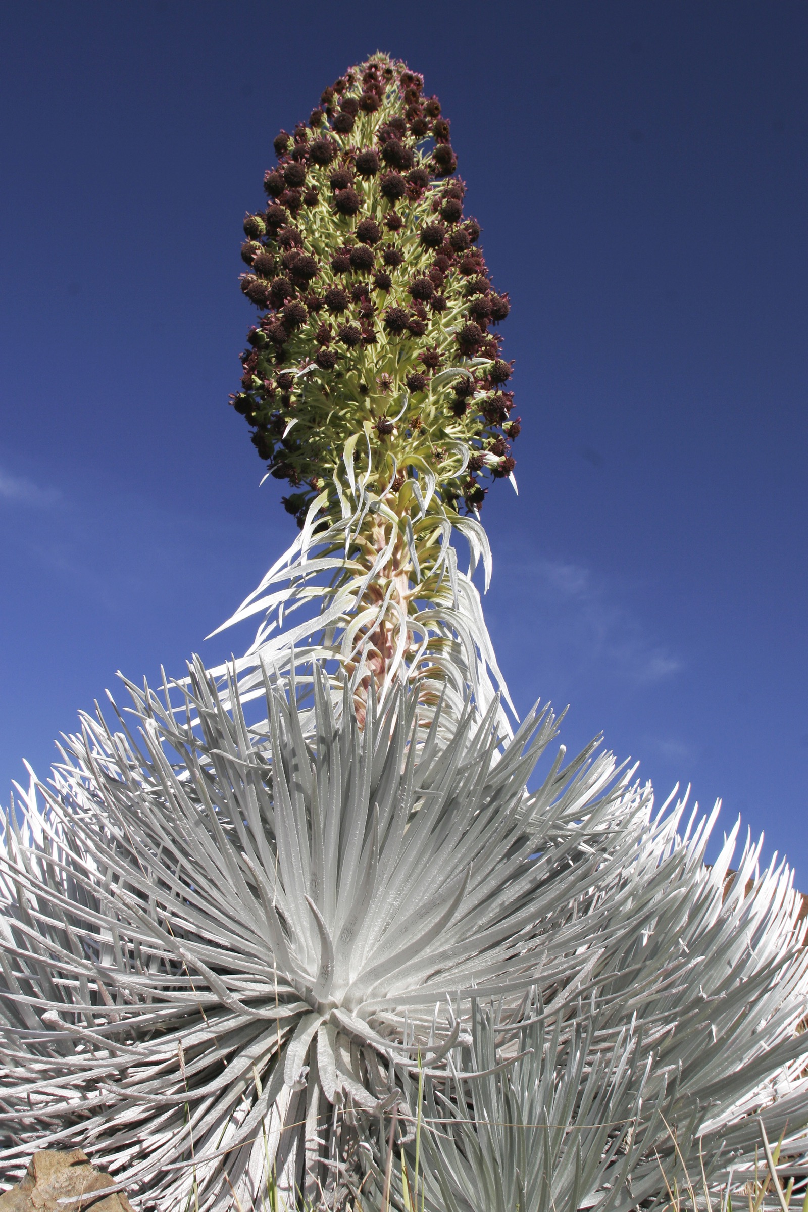 The ‘Ahinahina or Haleakalā silversword (Argyroxiphium sandwicense subsp. macrocephalum) is a rare plant found in the Kīpahulu Biological Reserve. Staff from Haleakalā National Park collect and propagate silversword seeds to bolster wild populations. Photograph by Jack Jeffrey