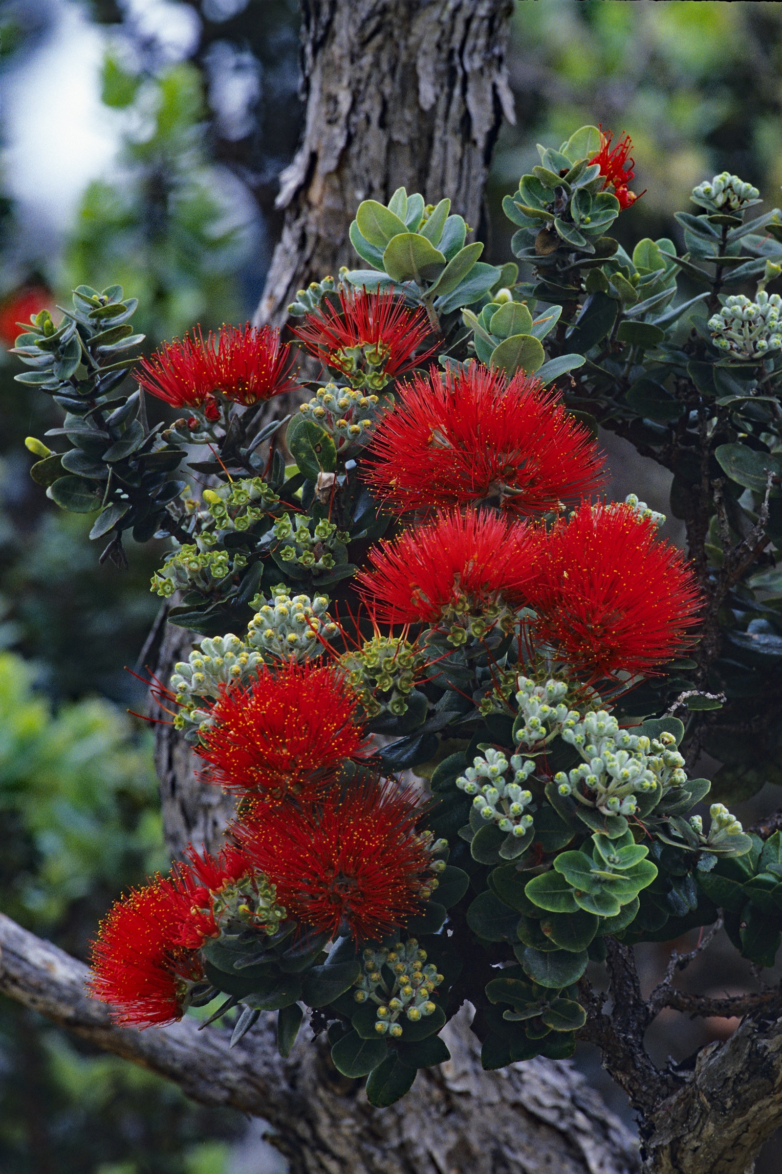 The ‘Ōhi‘a (Metrosiderous polymorpha) is a native species found only in Hawaii. It is threatened by a recently identified fungal disease called Rapid ʻŌhiʻa Death. Photograph by Jack Jeffrey