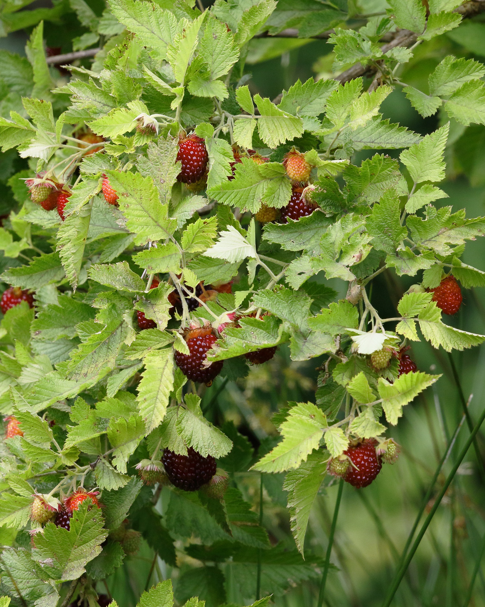 The ʻĀkala plant, commonly called Hawaiian Raspberry (Rubus Hawaiiensis), is a bramble endemic to Hawaii. Its berries can be 5 centimeters (2 inches) long. Photograph by Jack Jeffrey