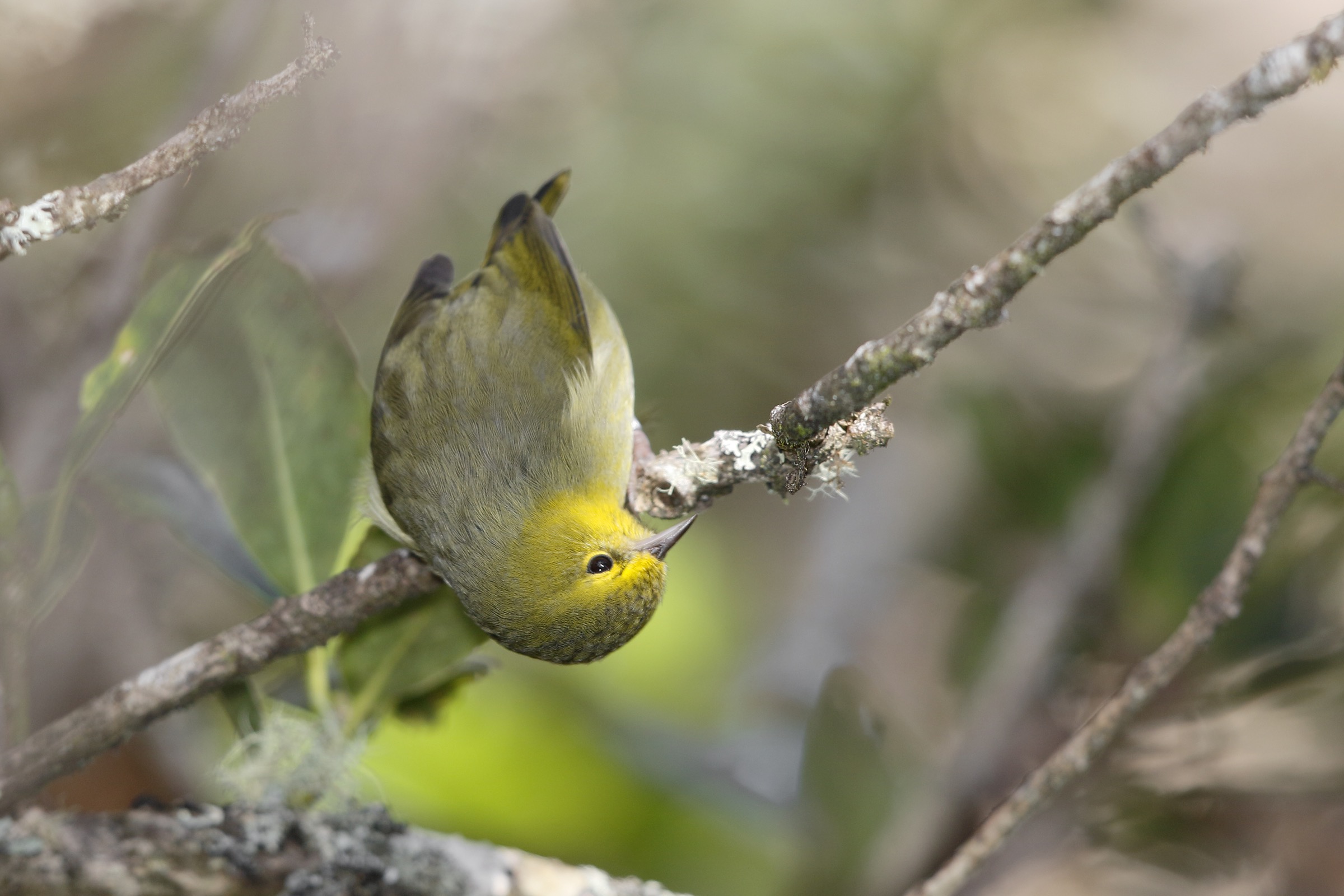 The Maui ‘Alauahio (Maui creeper or Paroreomyza montana) is one of several Hawaiian honeycreepers found only on the island of Maui. Its warble sounds like that of a House Finch (Carpodacus mexicanus). Photograph by Jack Jeffrey