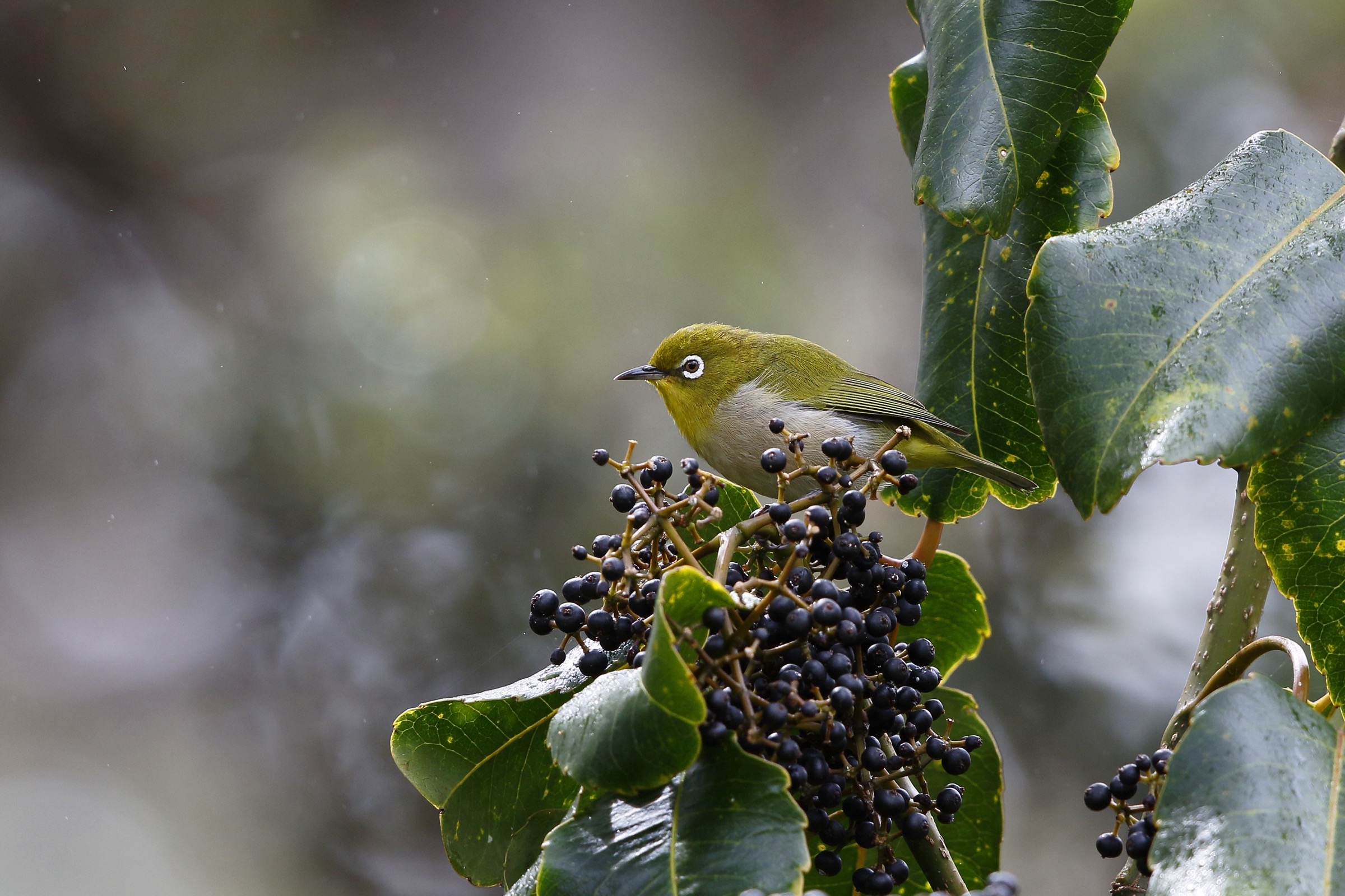 The Japanese white-eye (Zosterops japonicas), an invasive species in Hawaii, can be found in the Kīpahulu Biological Reserve. Originally a native of Asia, it is now vagrant in many parts of the world. Photograph by Jack Jeffrey