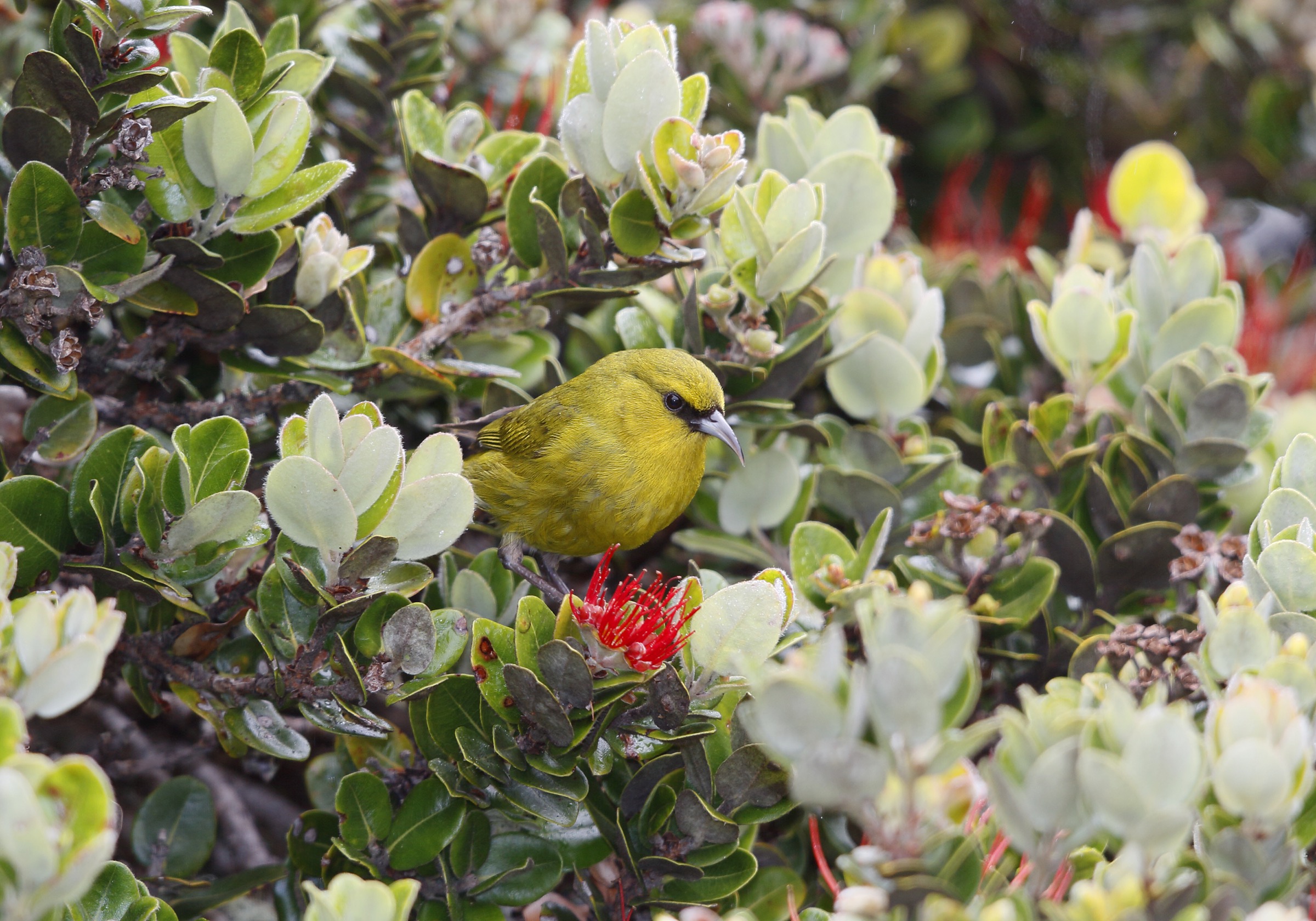 The Maui ʻamakihi (Chlorodrepanis virens) is a Hawaiian honeycreeper endemic to Maui. In recent years, the species has been hit with an emerging infectious disease known as “scaly leg,” caused by a burrowing mite. Photograph by Jack Jeffrey