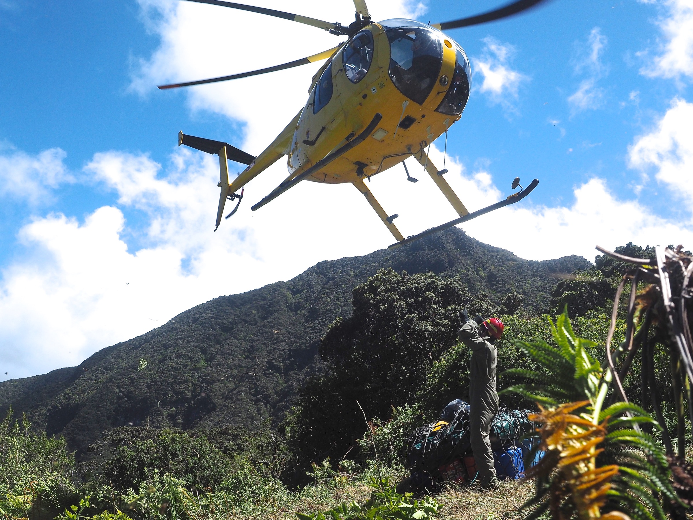 A Hughes 500D helicopter hovers over West Camp in the Kīpahulu Biological Reserve. Photograph by Jeremy Miller