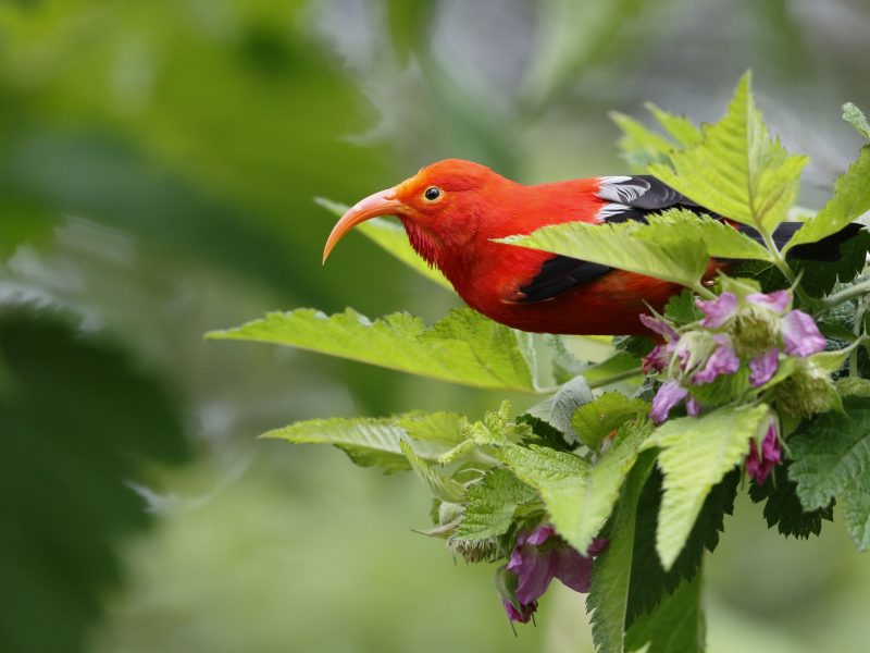 The ‘Iʻiwi (Drepanis coccinea) is a threatened species of Hawaiian honeycreeper. Photograph by Jack Jeffrey