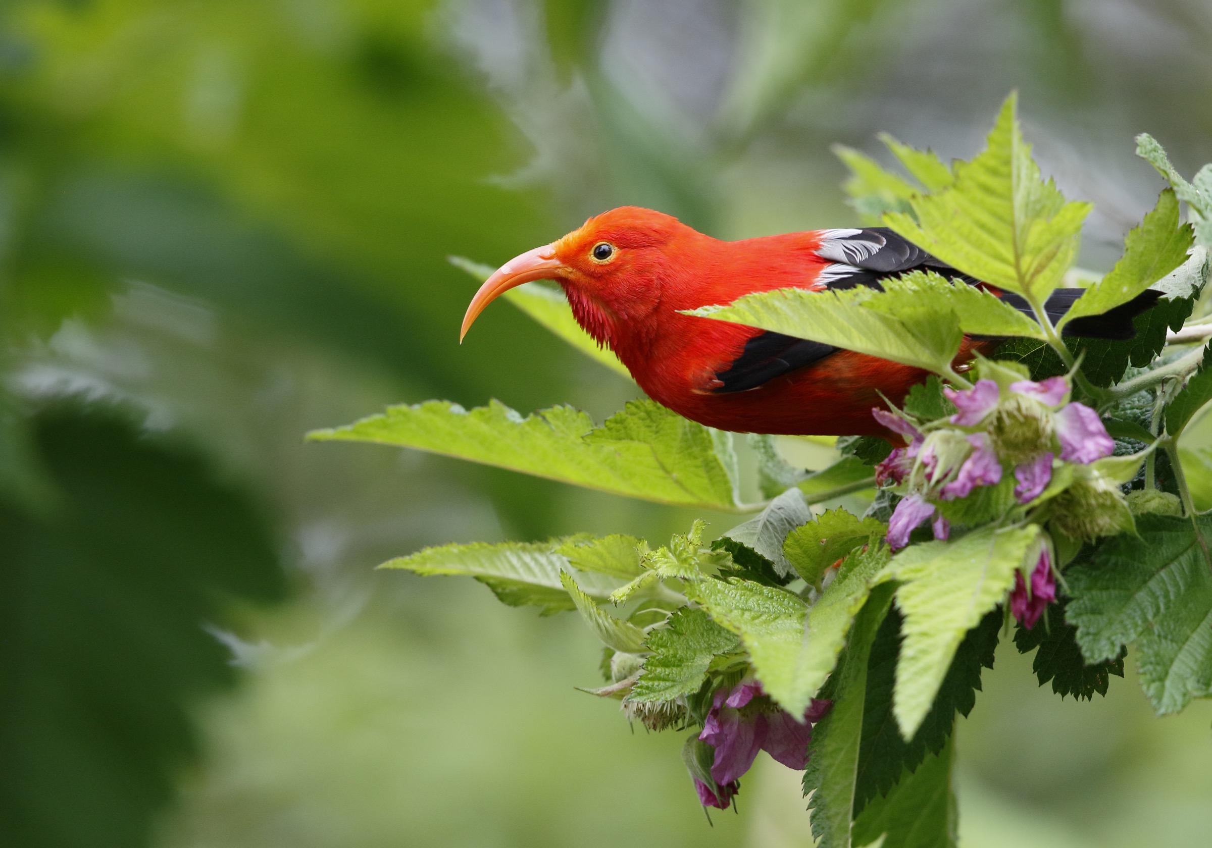The ‘Iʻiwi (Drepanis coccinea) is a threatened species of Hawaiian honeycreeper. Photograph by Jack Jeffrey