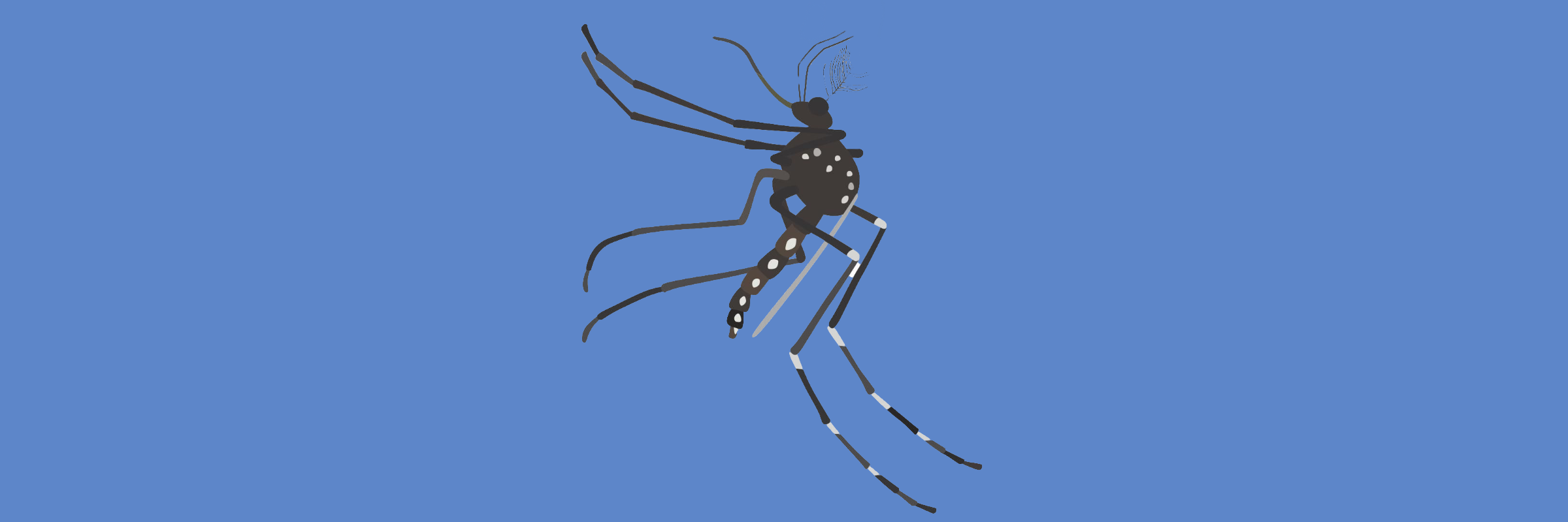 zika mosquito