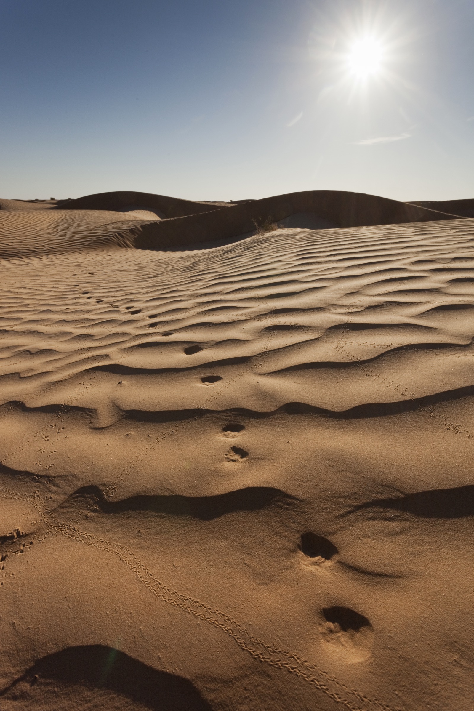 Fennec fox (Vulpes zerda) tracks traverse rippled dunes in the Tunisian Sahara.
