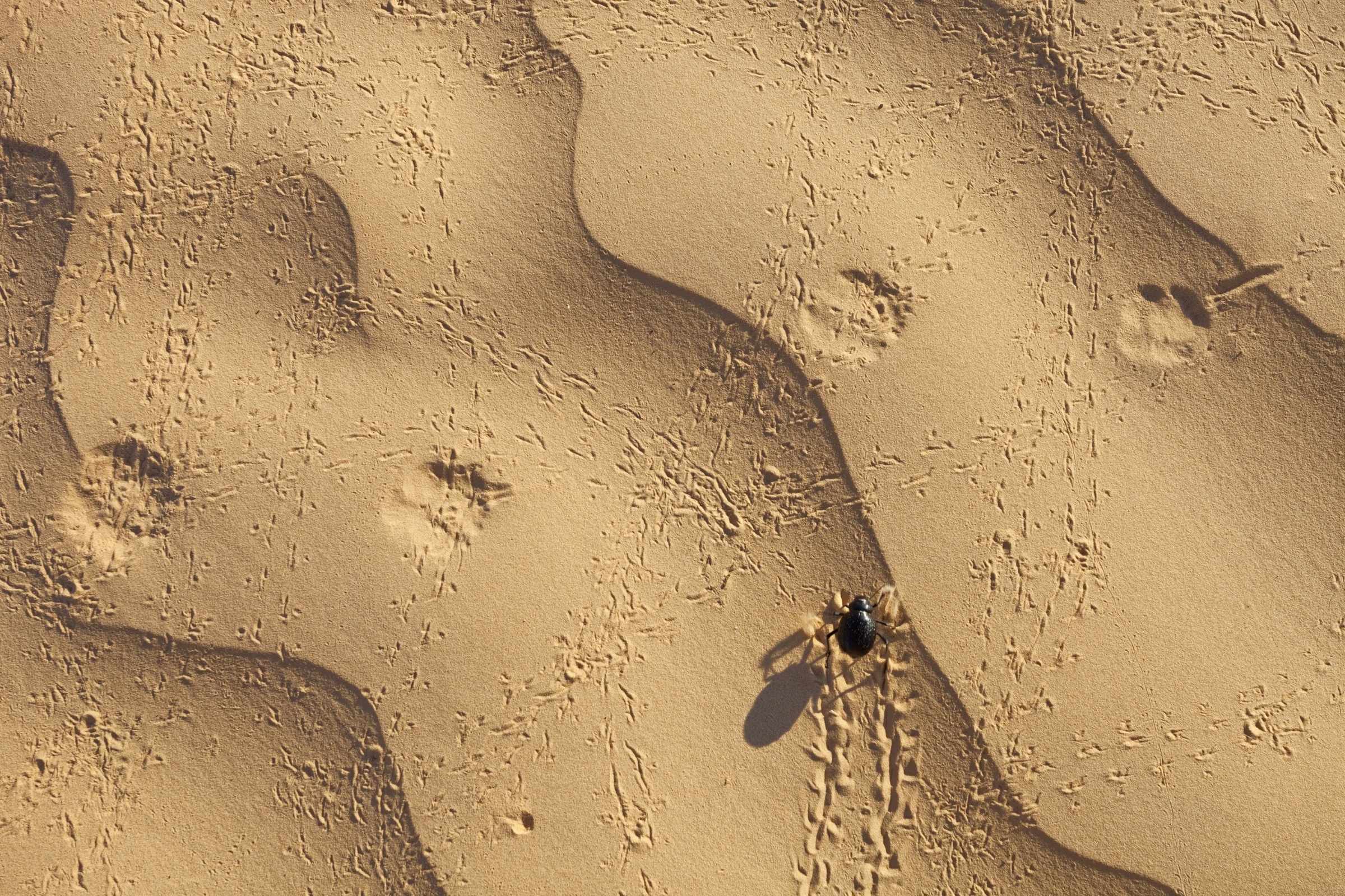 A tenebrionid beetle (Tenebrionidae) crosses a set of fennec fox tracks in the sandy Sahara Desert. 