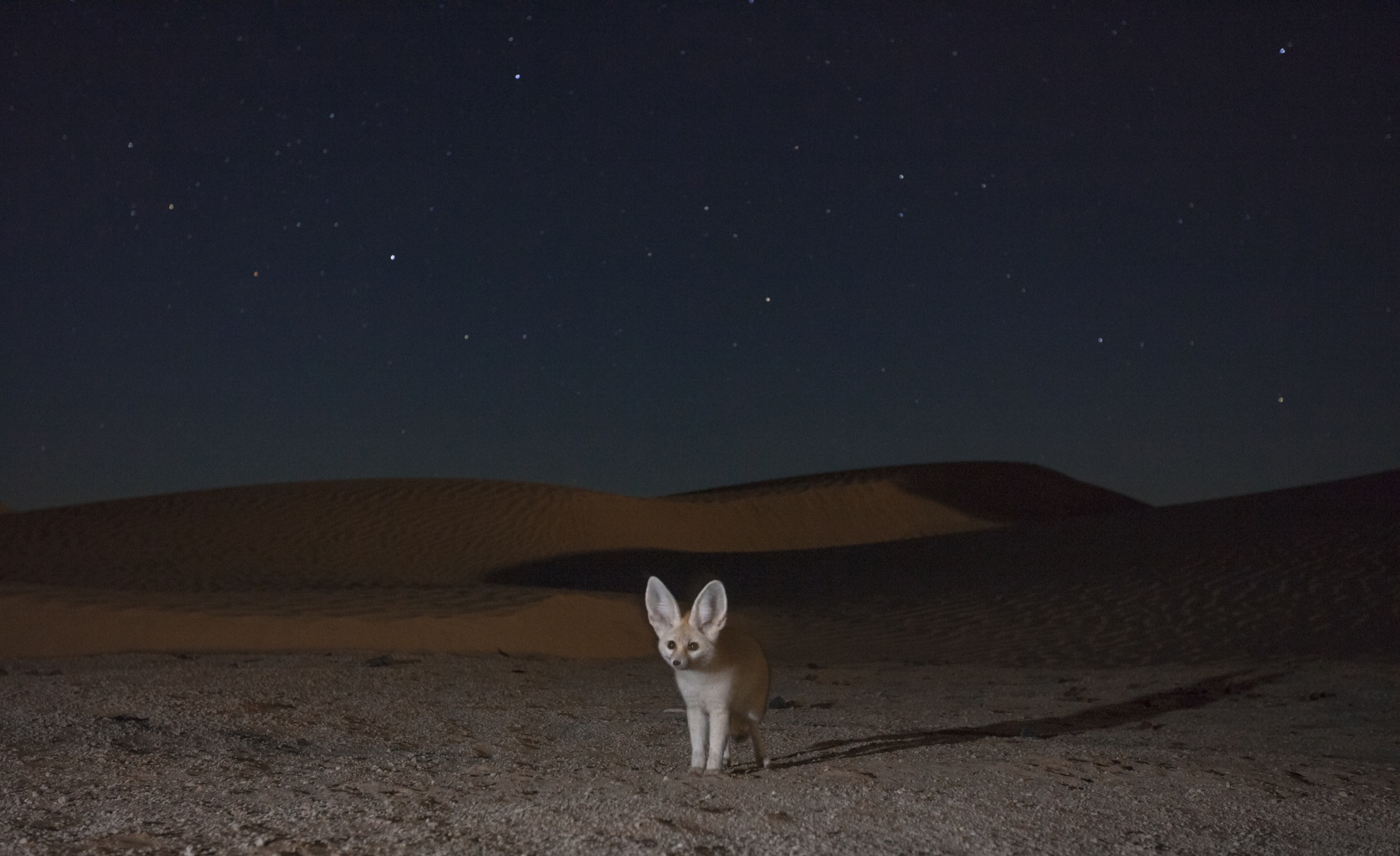 To capture this image of a fennec fox under a starry night sky, D’Amicis set up a camera trap at the entrance to a gerbil den and waited for weeks for a tiny hunter to approach.