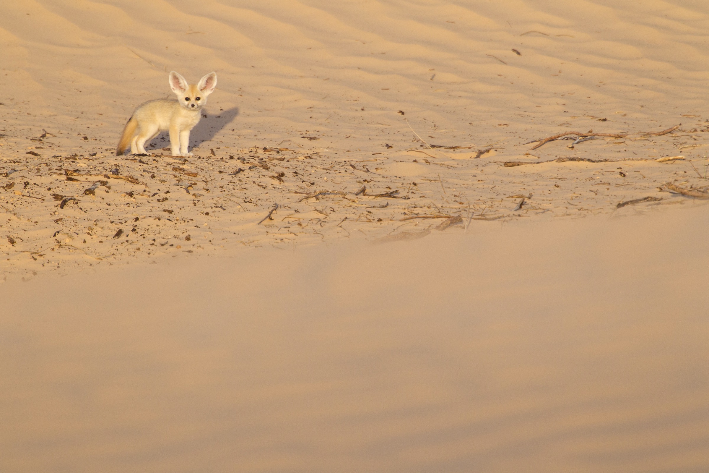One of the first two fennec fox pups that D’Amicis encountered in the wild explores the terrain around its den.