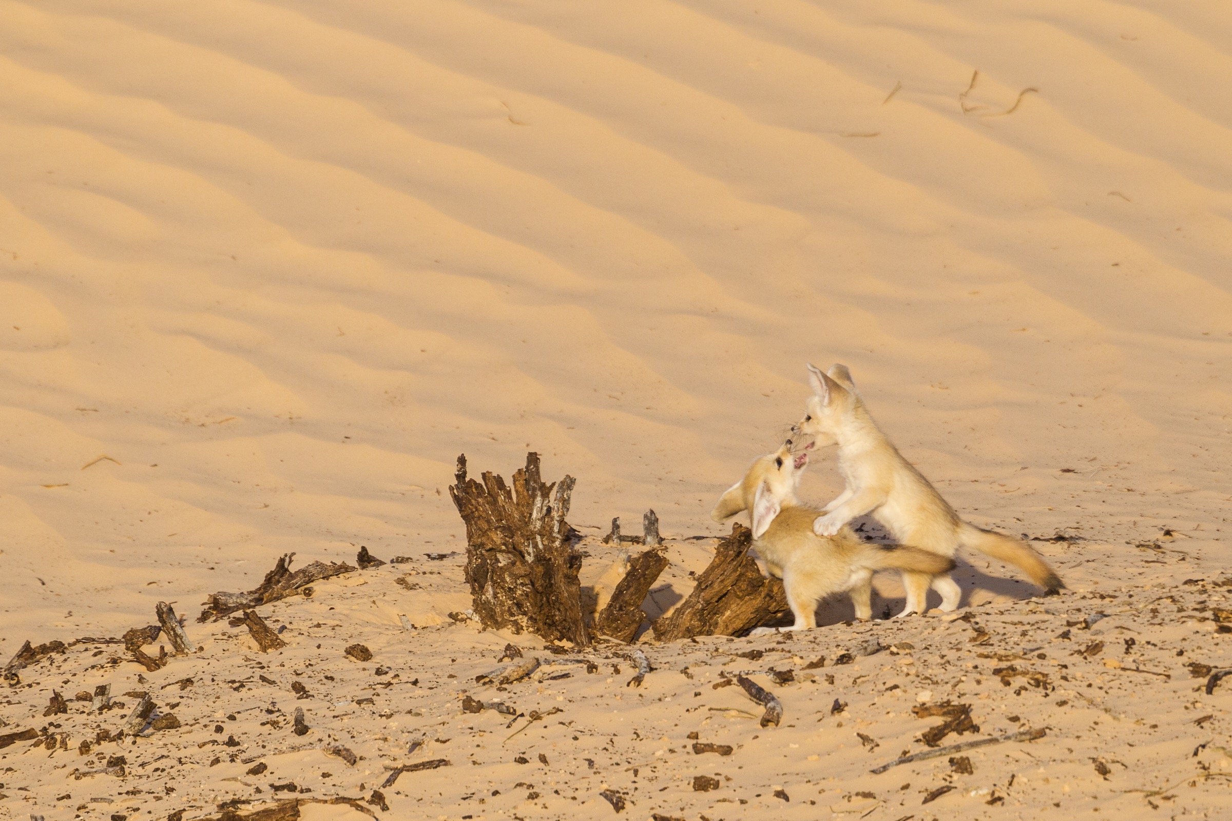 A pair of fennec fox pups play near the entrance to their den. Play behavior is common in fennec foxes, even among adults.