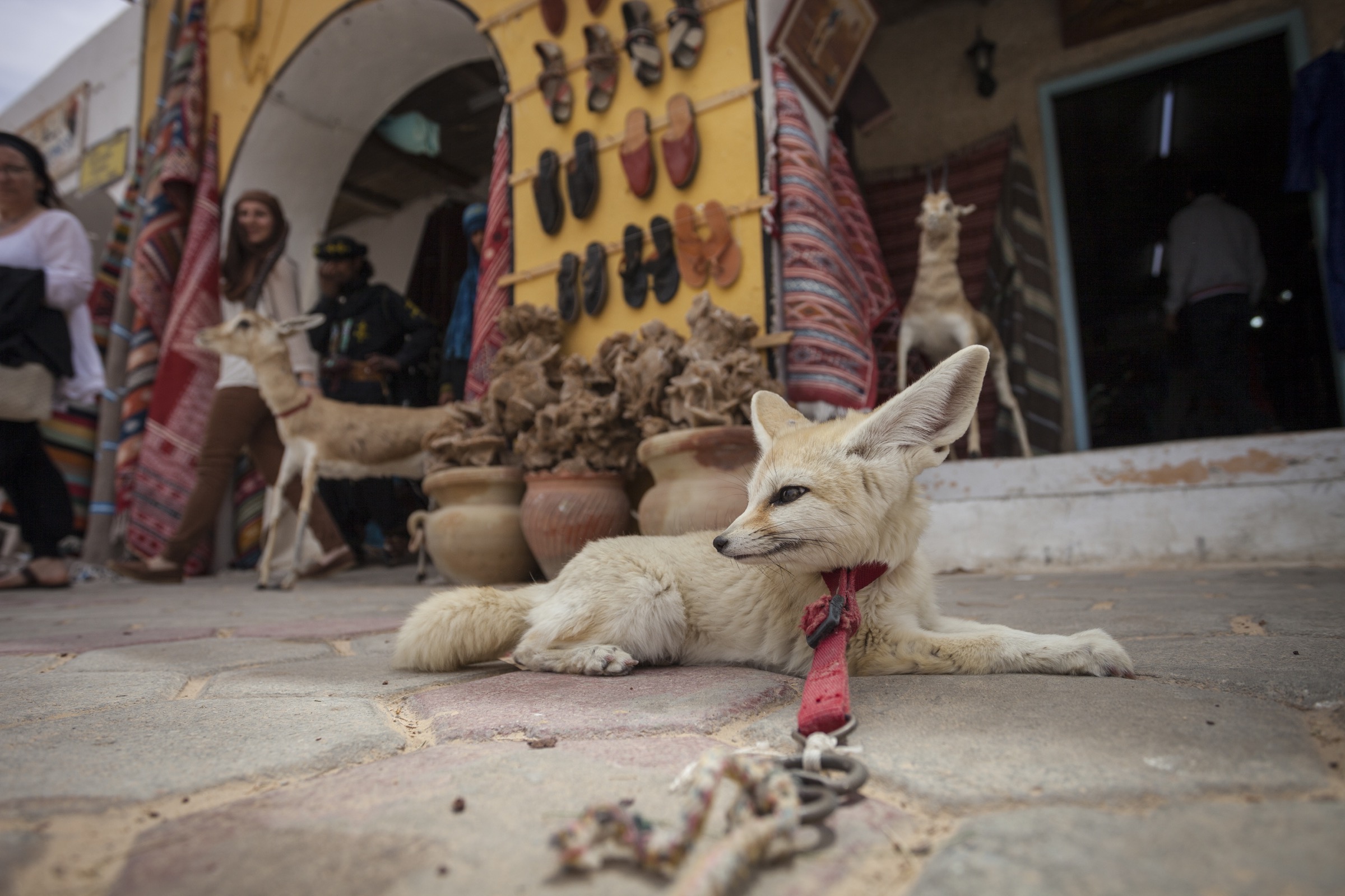 A captive fennec fox rests in front of a tourist shop in Douz, Tunisia. Foxes used as tourist attractions often exhibit signs of stress and aggression and die prematurely.