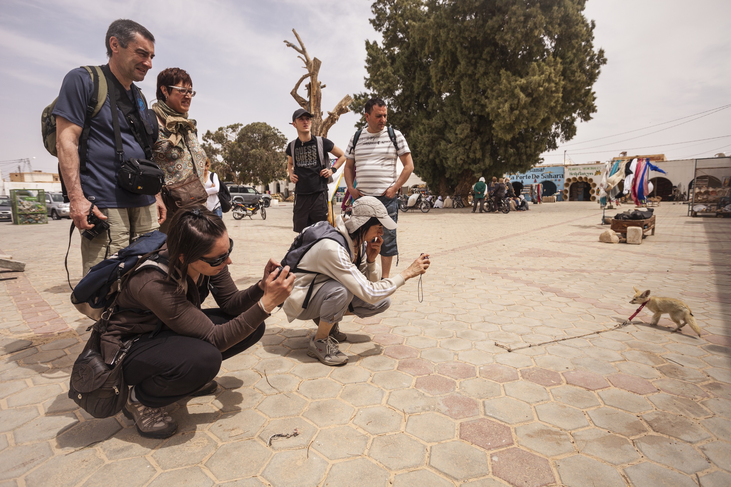Unwittingly, tourists support the capture of fennec fox cubs from the wild by paying to take photos with captive animals or even purchasing them, illegally, as pets.