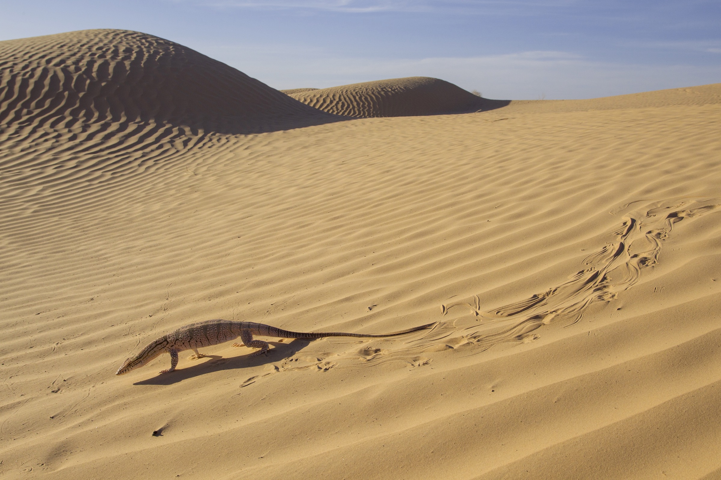 A desert monitor (Varanus griseus) traverses sand dunes in the Sahara, leaving characteristic tracks in its wake.