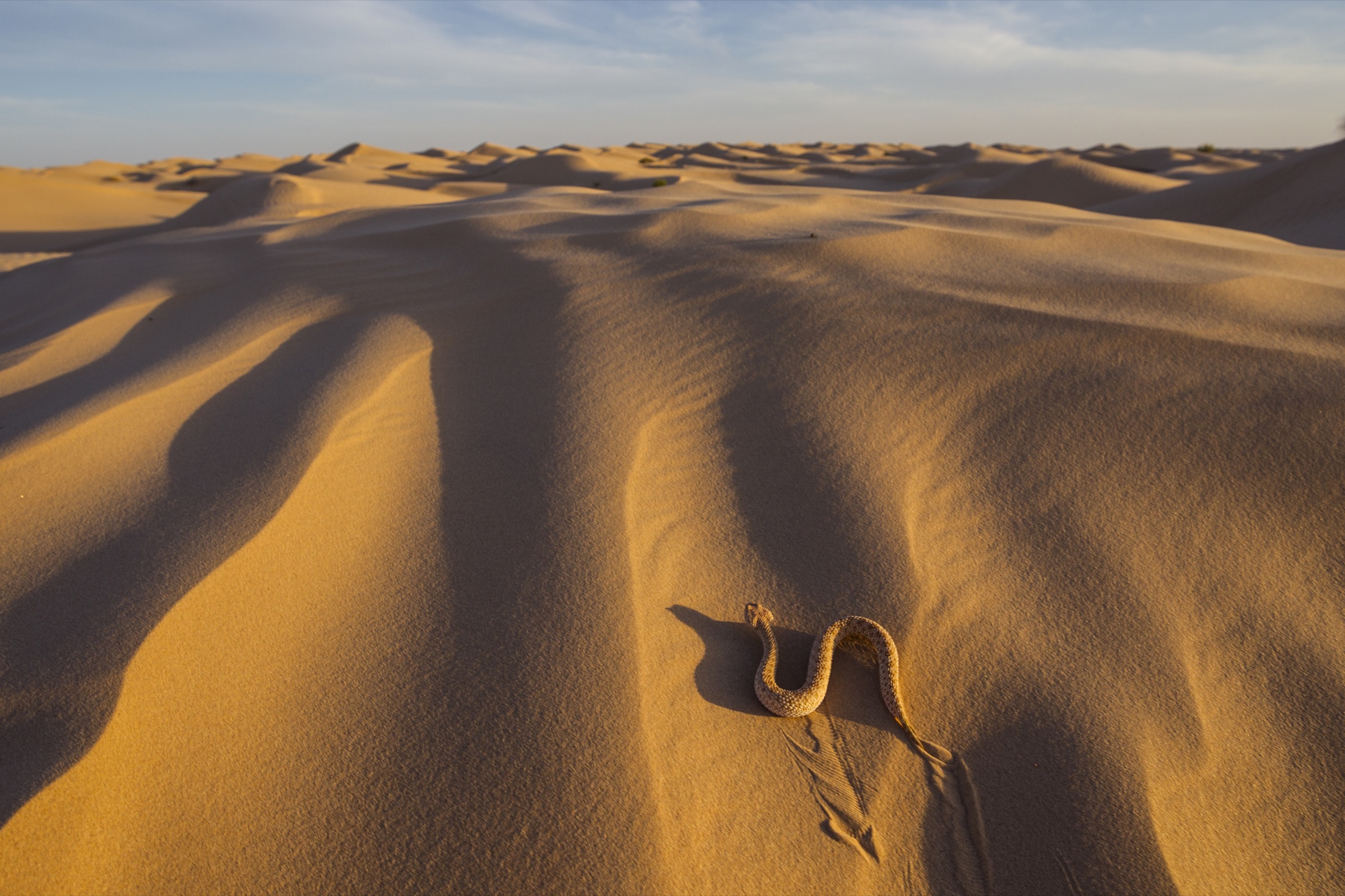 A sand viper (Cerastes vipera) sidewinds along a sand dune in the Sahara. Fennec foxes sometimes hunt and eat these snakes.
