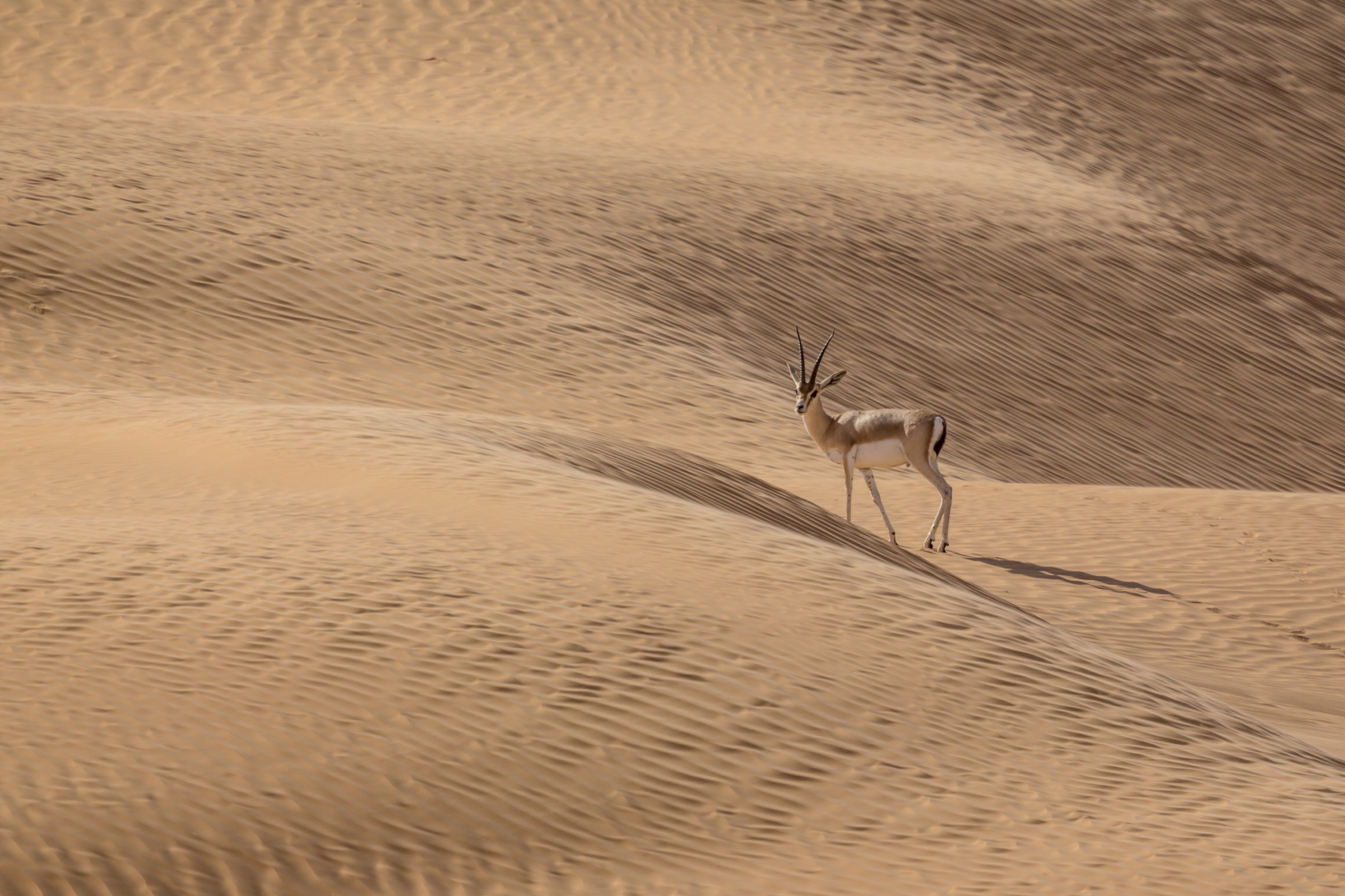 One of the few remaining slender-horned gazelles (Gazella leptoceros loderi) in the Tunisian Sahara. In recent decades, poachers have hunted the species nearly to extinction in the wild, killing the adults and selling any offspring to wealthy landowners for their private menageries.