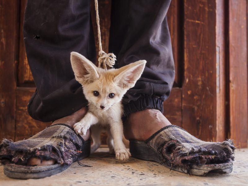 This young fennec fox pup was captured in the wild and offered to photographer Bruno D’Amicis for sale in Tunisia.