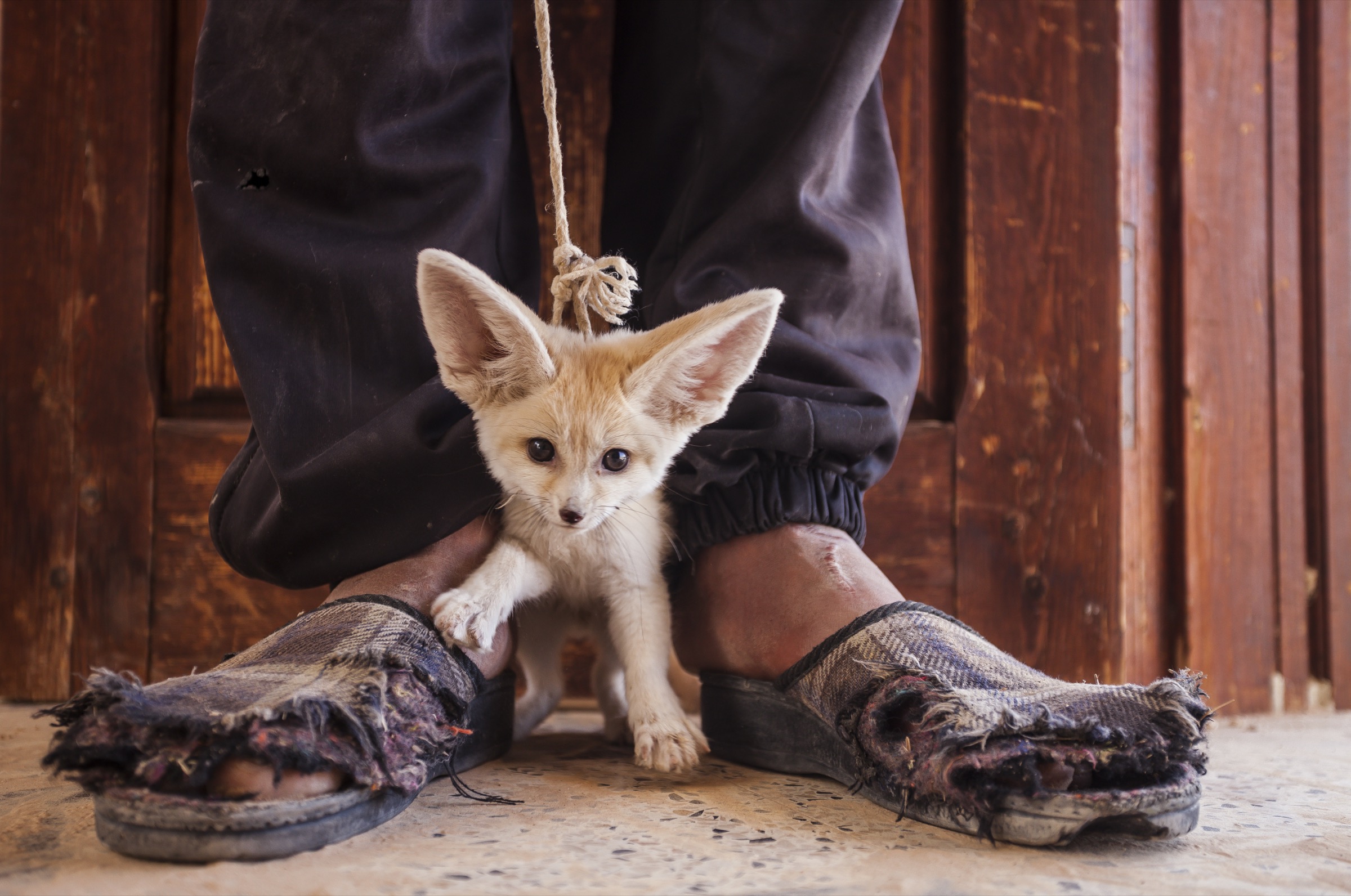 This young fennec fox pup was captured in the wild and offered to photographer Bruno D’Amicis for sale in Tunisia.