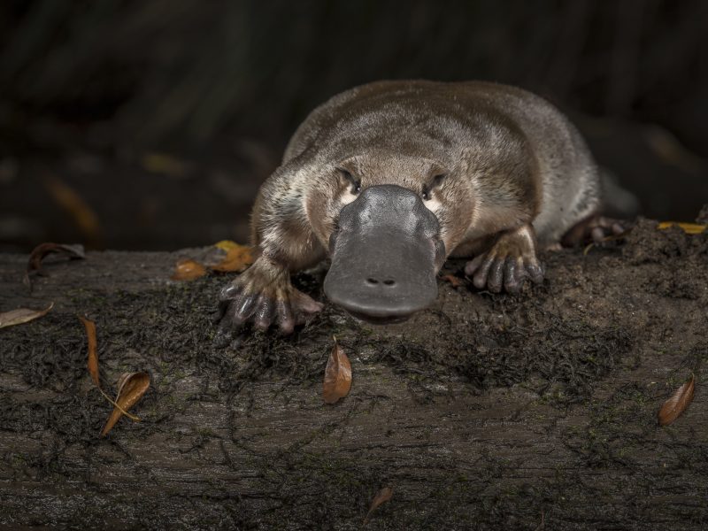 A platypus (Ornithorhynchus anatinus) pauses for a moment after being released by scientists into the Little Yarra River, its home stream in Victoria, Australia.