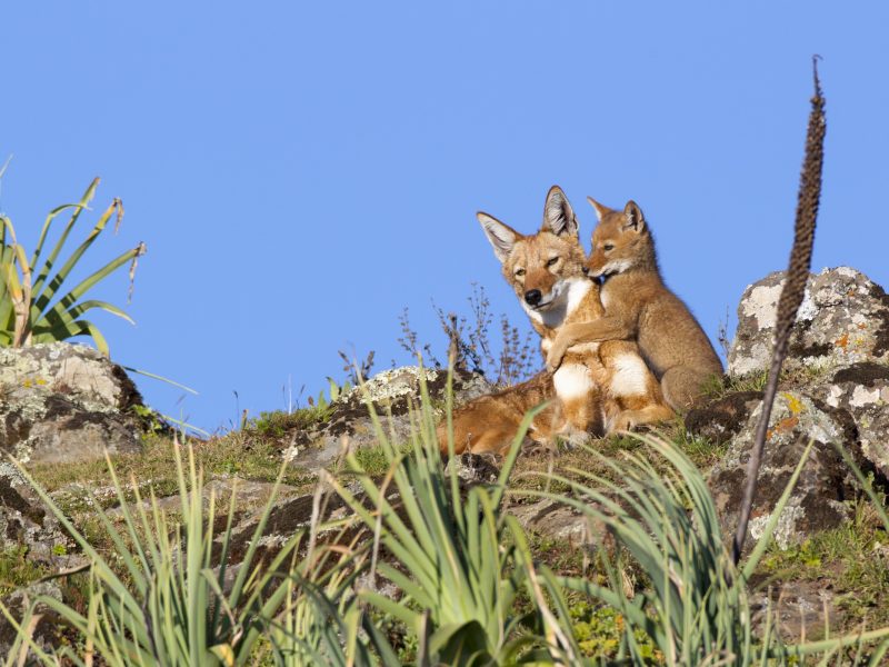 An Ethiopian wolf pup plays with an older sibling in Bale Mountains National Park, Ethiopia.