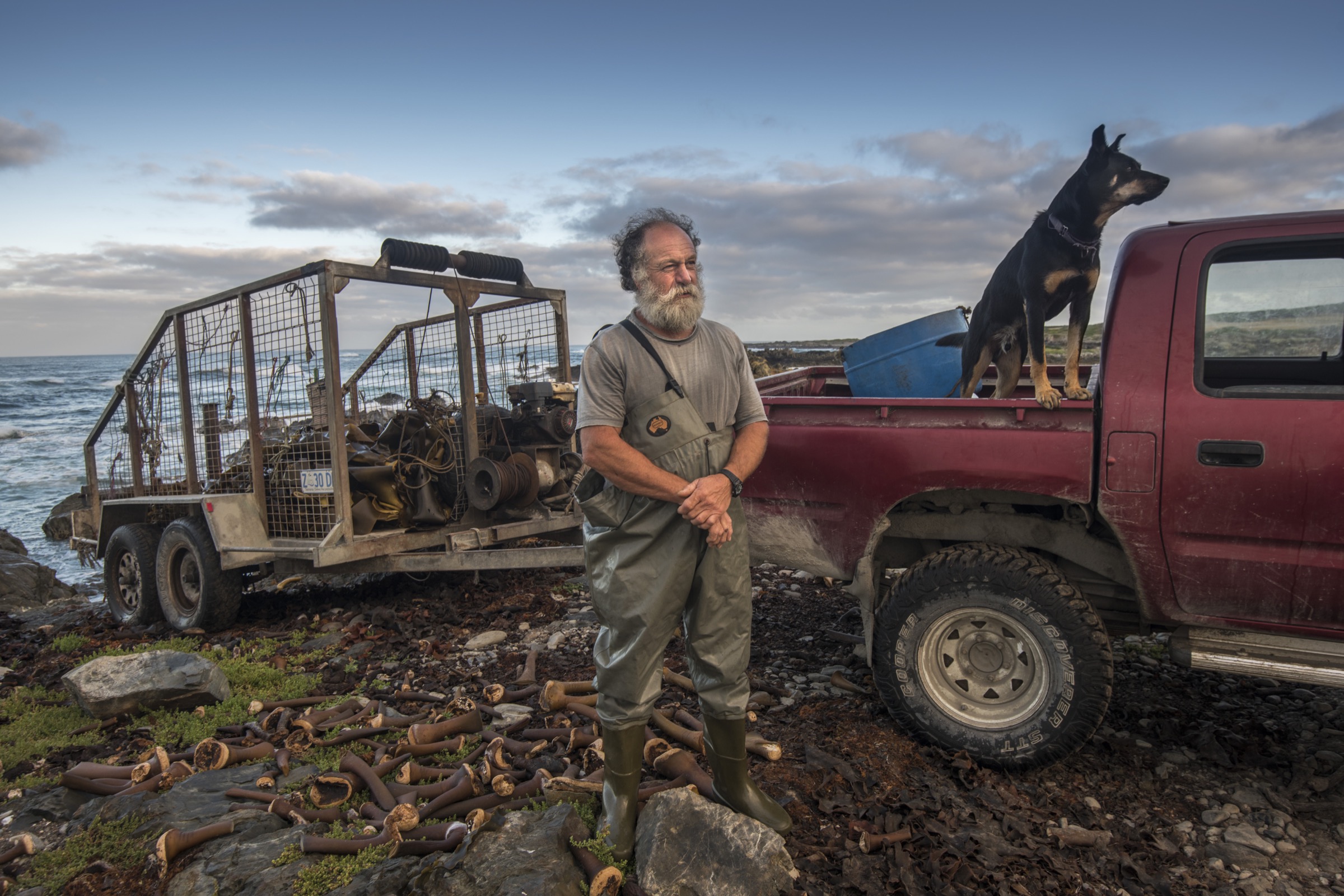 Commercial kelp harvester John and his kelpie Bruce photographed with a trailer of bull kelp (Durvillaea potatorum) on King Island, Tasmania.